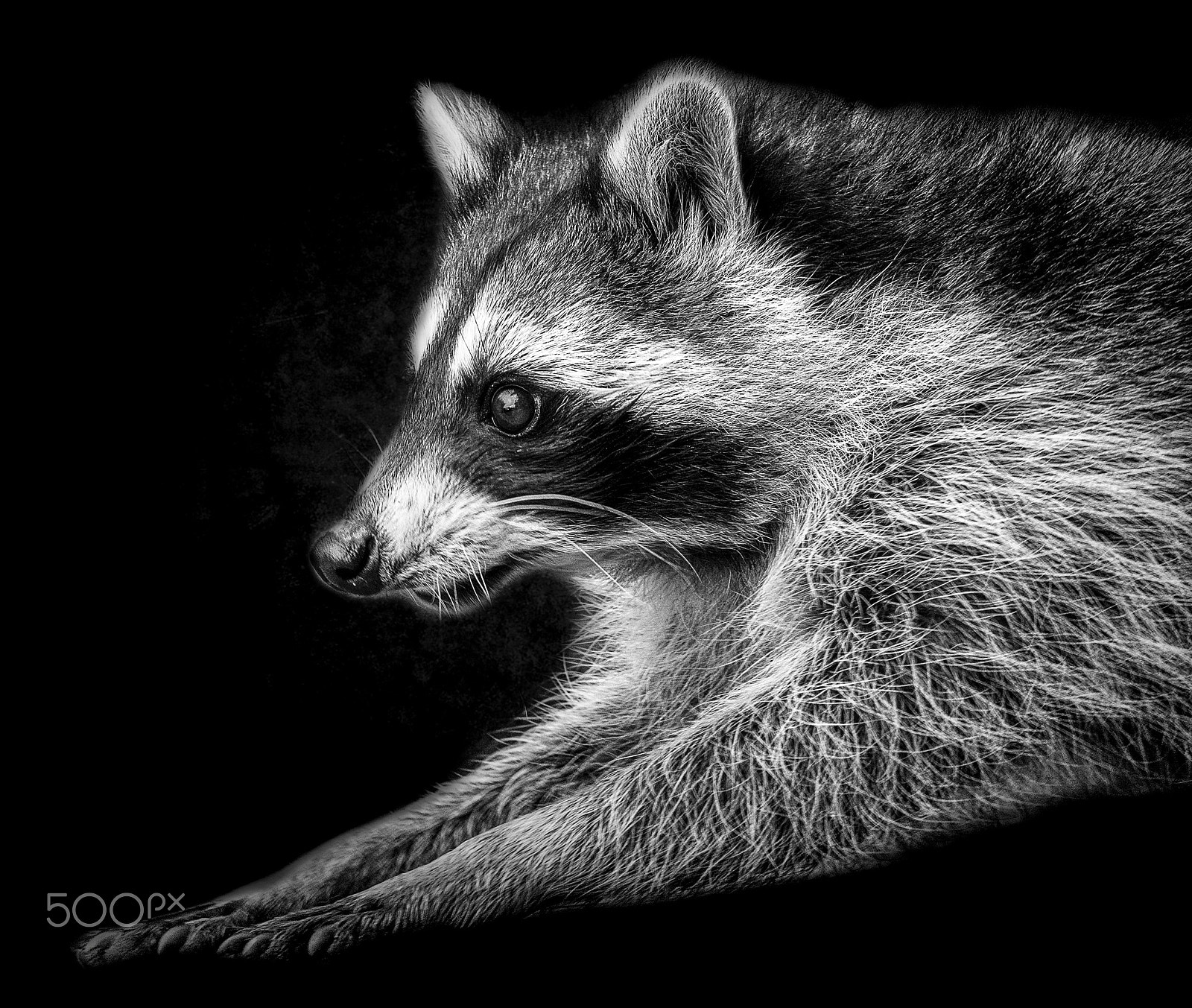 Sony DT 55-300mm F4.5-5.6 SAM sample photo. Racoon photography