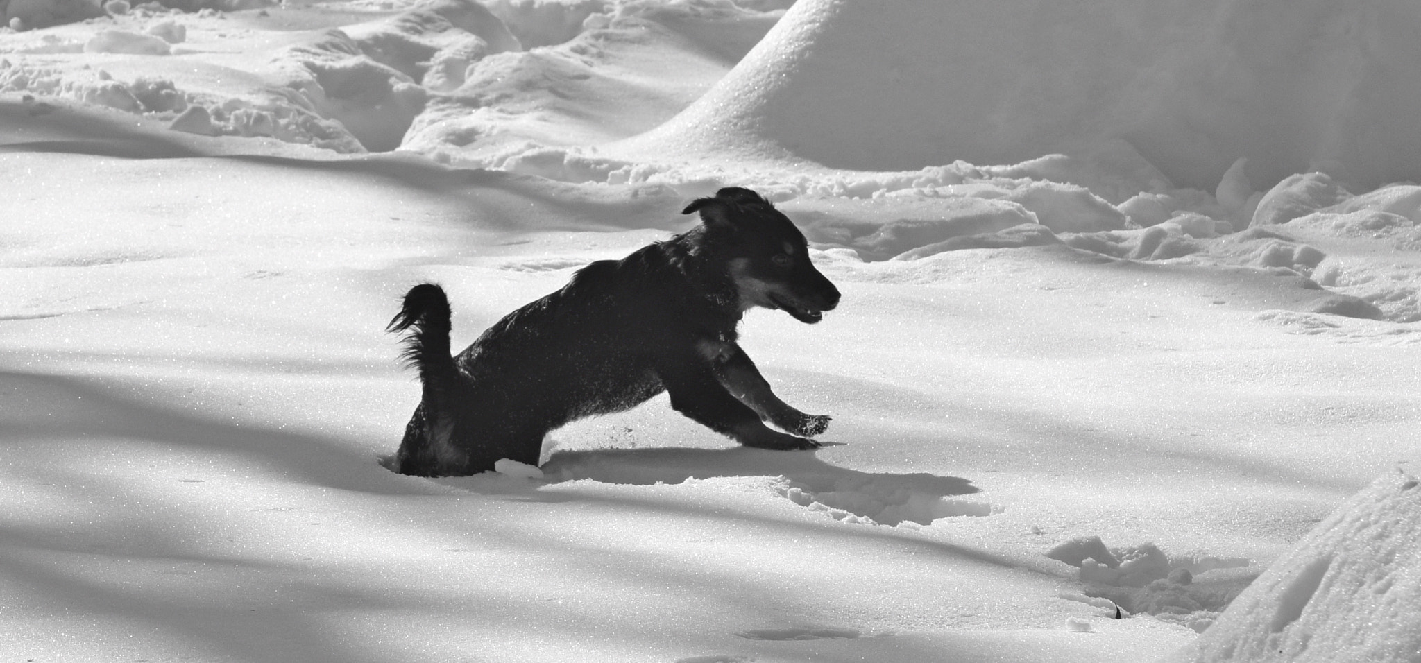 Nikon D5300 sample photo. Black dog in white snow photography