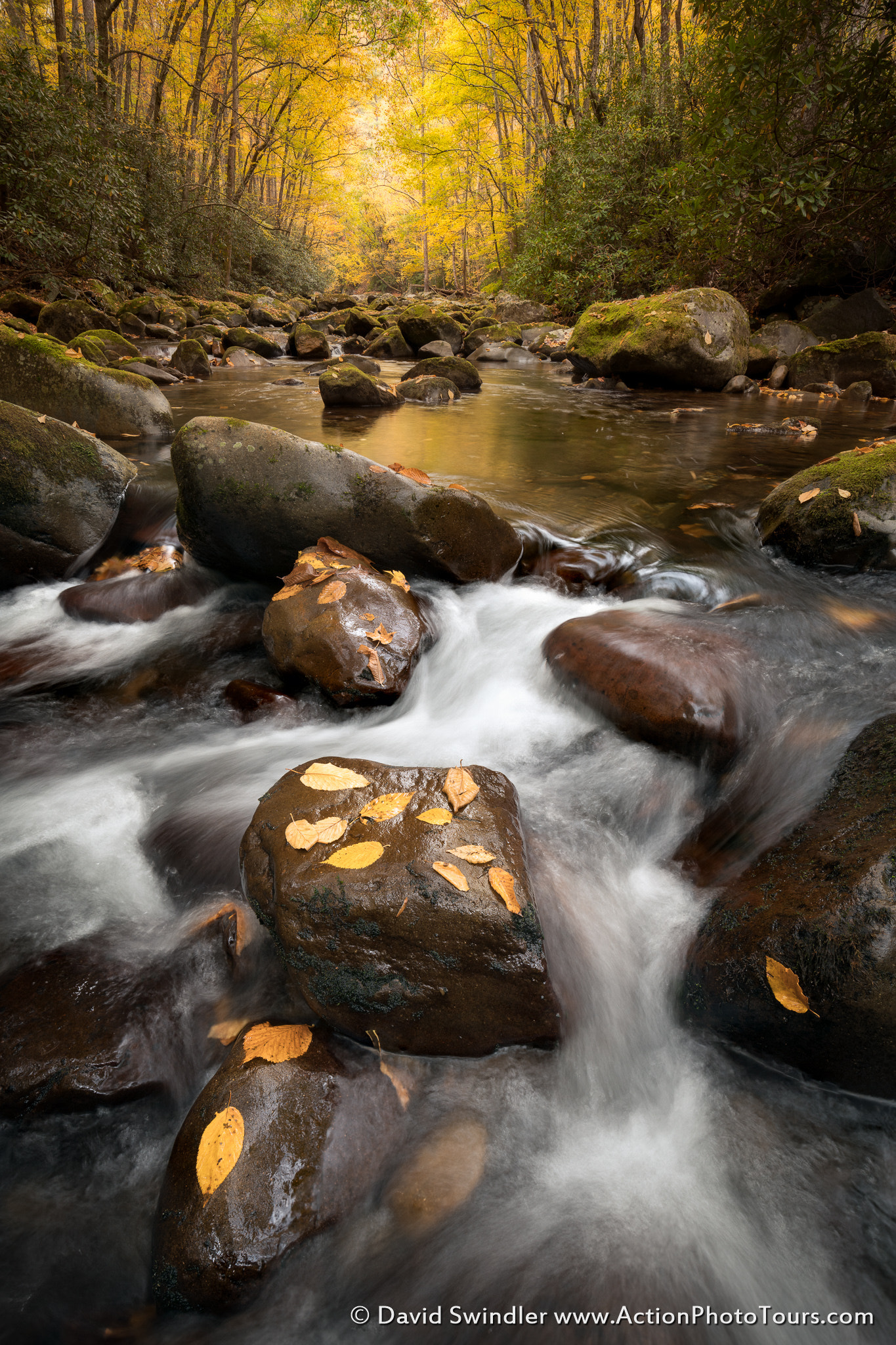 Canon EF 16-35mm F4L IS USM sample photo. Autumn canopy photography