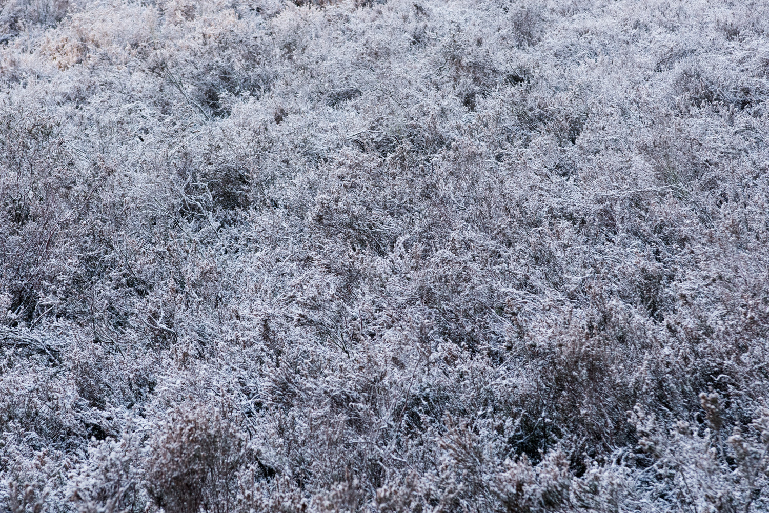 Nikon AF-S Nikkor 28-70mm F2.8 ED-IF sample photo. Dutch heather photography
