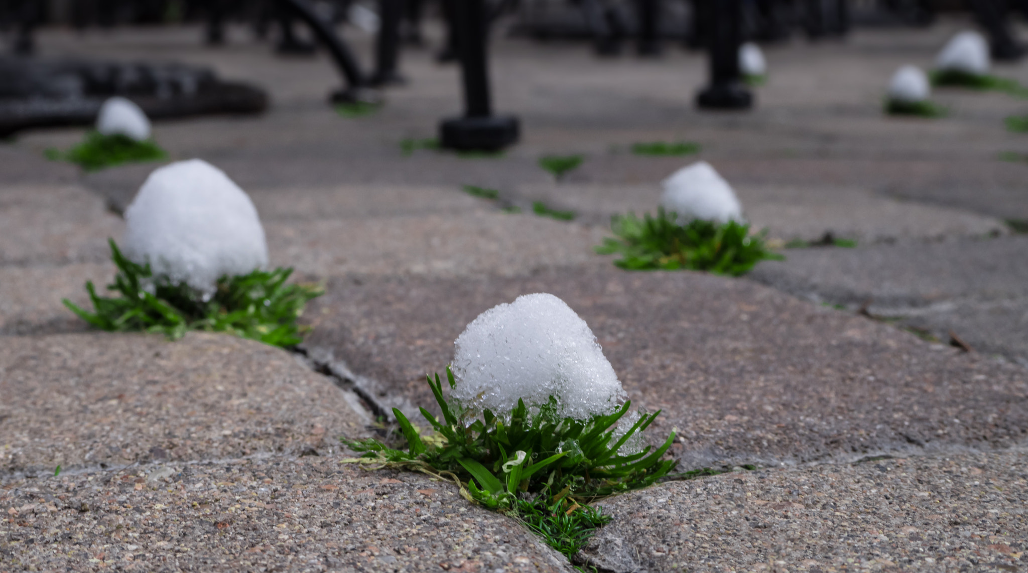 Olympus OM-D E-M1 sample photo. Snowballs photography