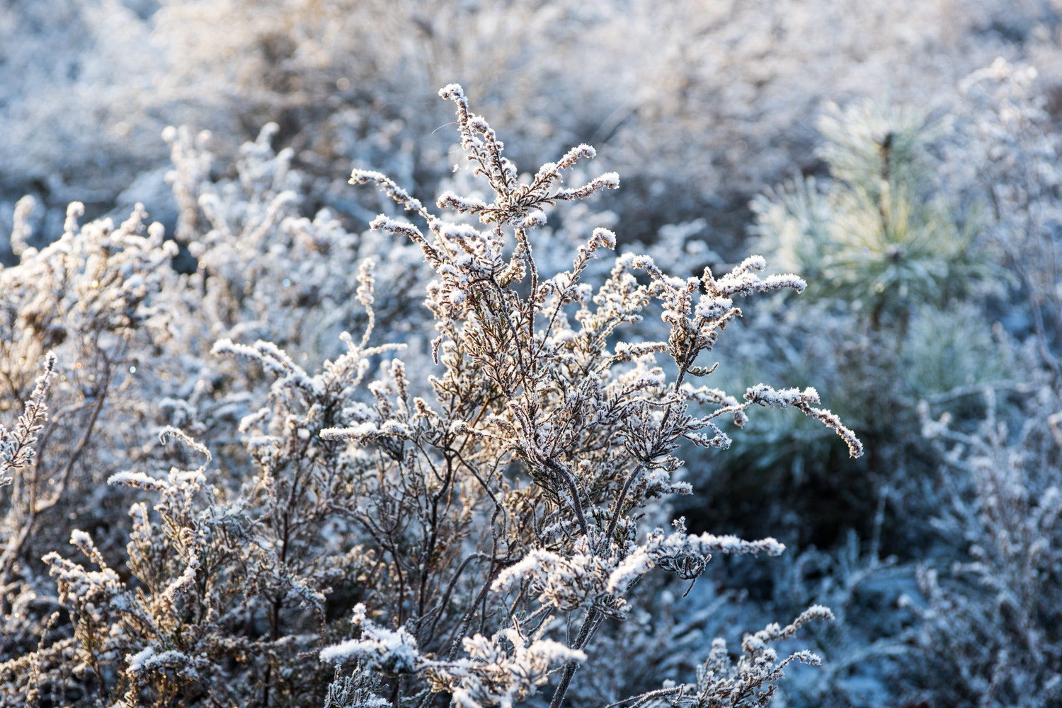 Nikon AF-S Nikkor 28-70mm F2.8 ED-IF sample photo. Frost photography