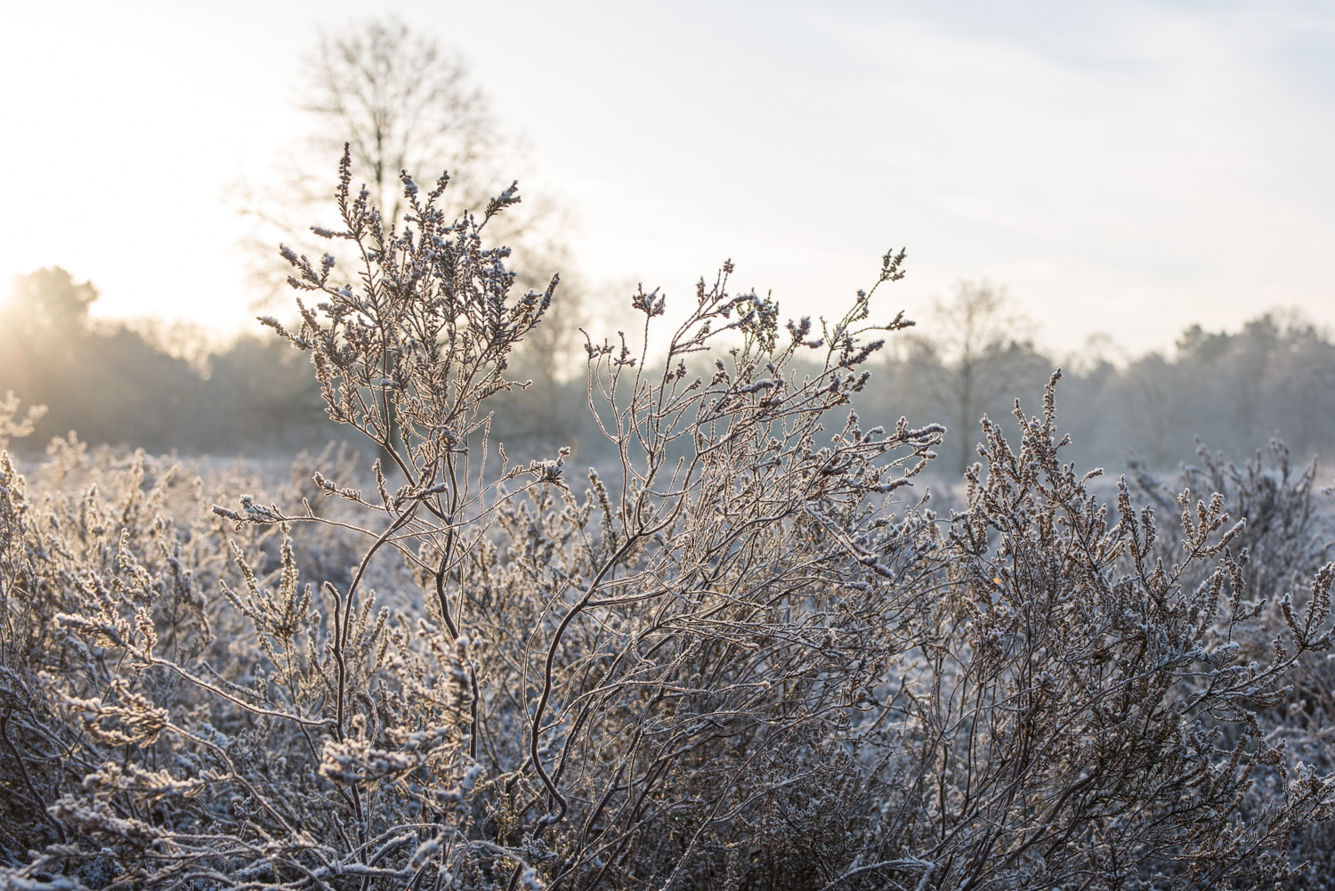 Nikon AF-S Nikkor 28-70mm F2.8 ED-IF sample photo. Frost photography