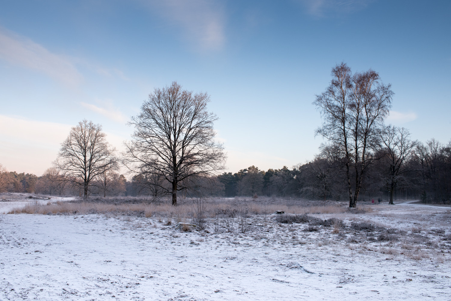 Nikon AF-S Nikkor 28-70mm F2.8 ED-IF sample photo. Frost landscape photography