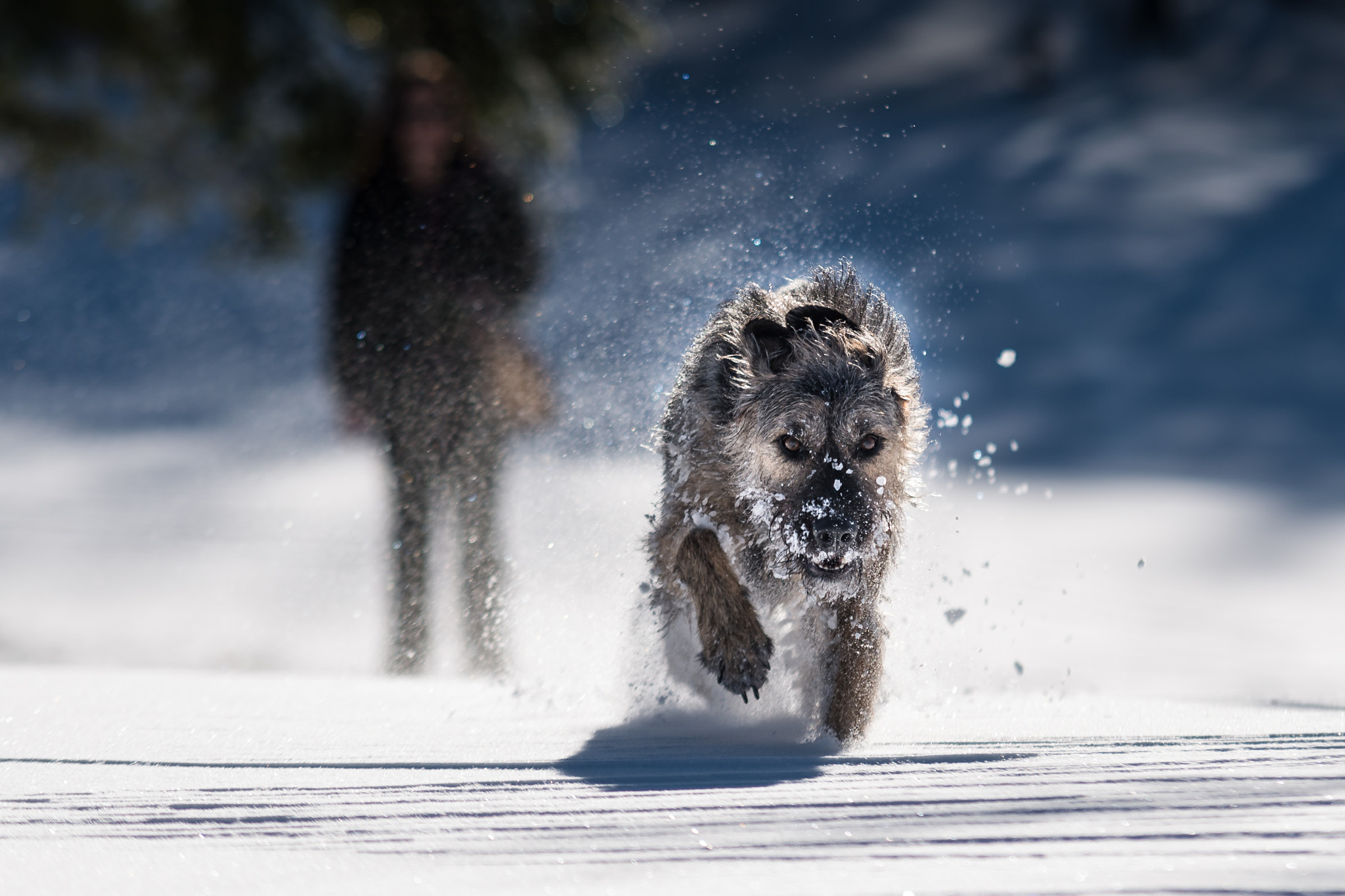 Sigma 70-200mm F2.8 EX DG Macro HSM II sample photo. Hound photography