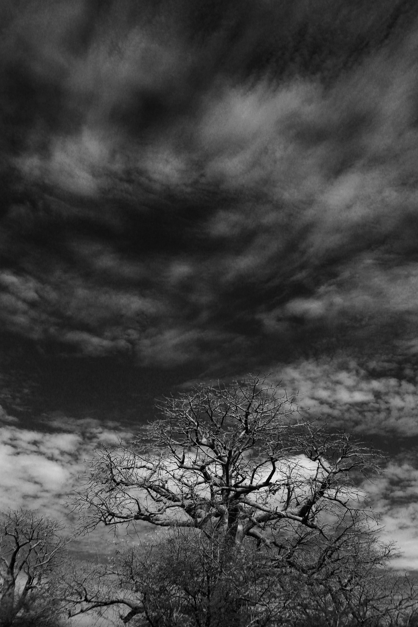 Canon EF 28-90mm f/4-5.6 sample photo. Baobab photography