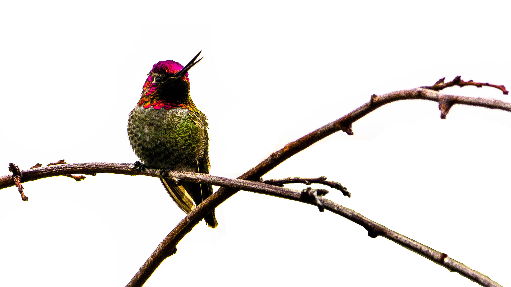 Panasonic Lumix DMC-GH3 sample photo. Anna's hummingbird photography