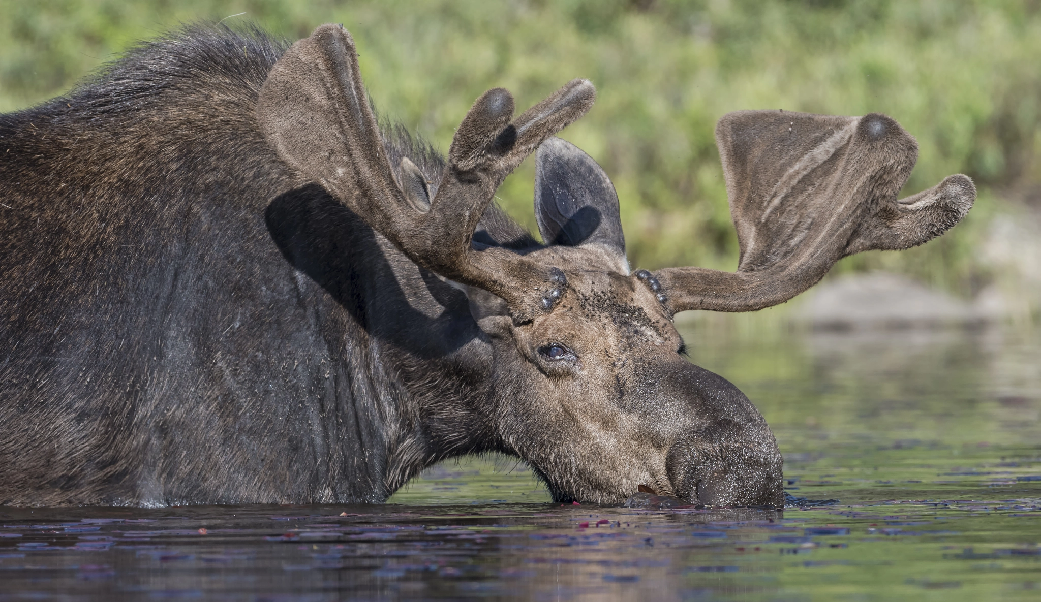 Nikon AF-S Nikkor 600mm F4G ED VR sample photo. Slurping moose photography