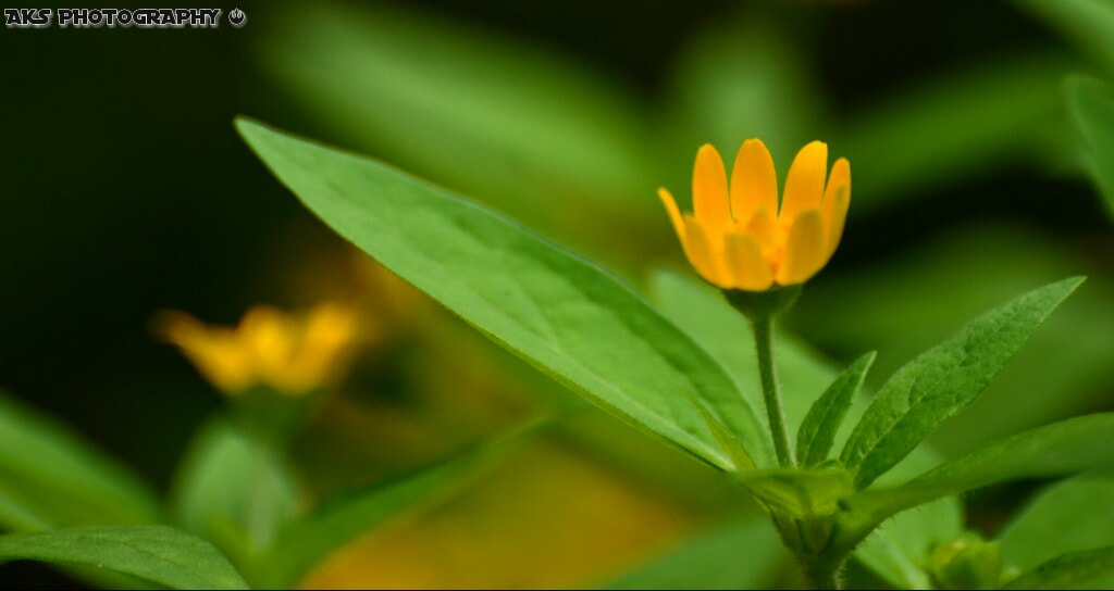 Nikon D5100 sample photo. Yellowing flowers photography