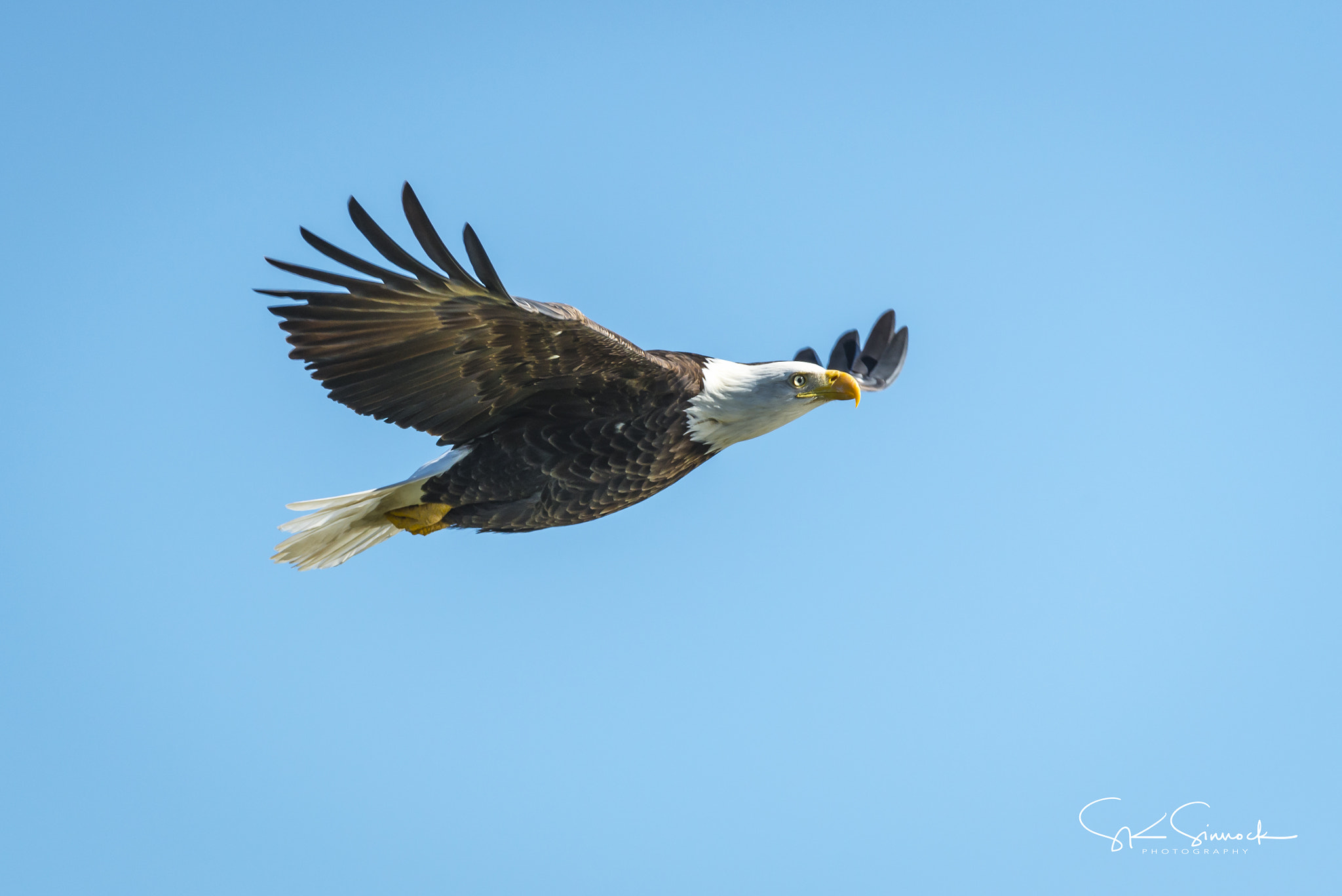 Nikon D800 sample photo. Bald eagle at sacramento nwr photography