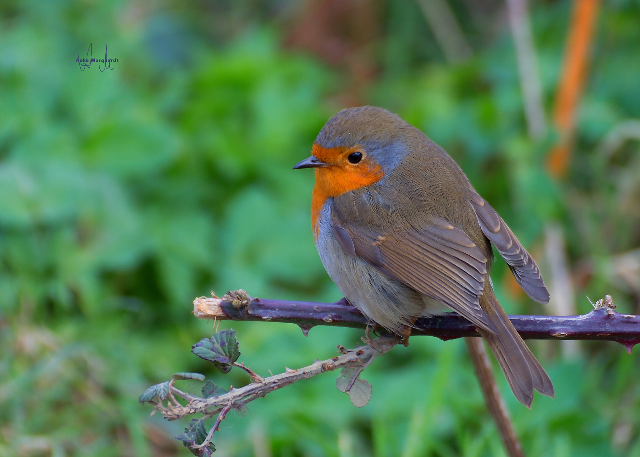 Tamron SP 35mm F1.8 Di VC USD sample photo. Little angel photography