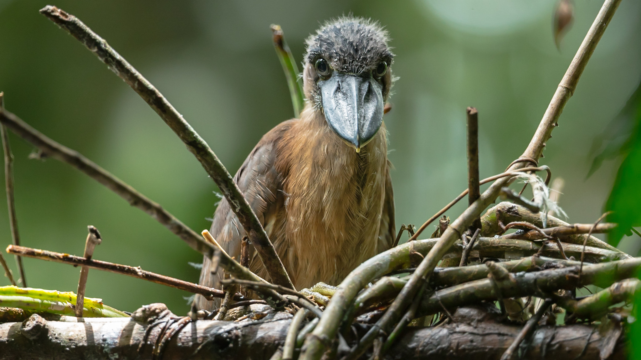 Canon EF 300mm F2.8L IS II USM sample photo. Kahnschnabelreiher photography
