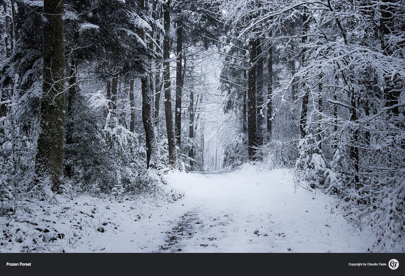 Canon EF 24-70mm F4L IS USM sample photo. Frozen forest photography