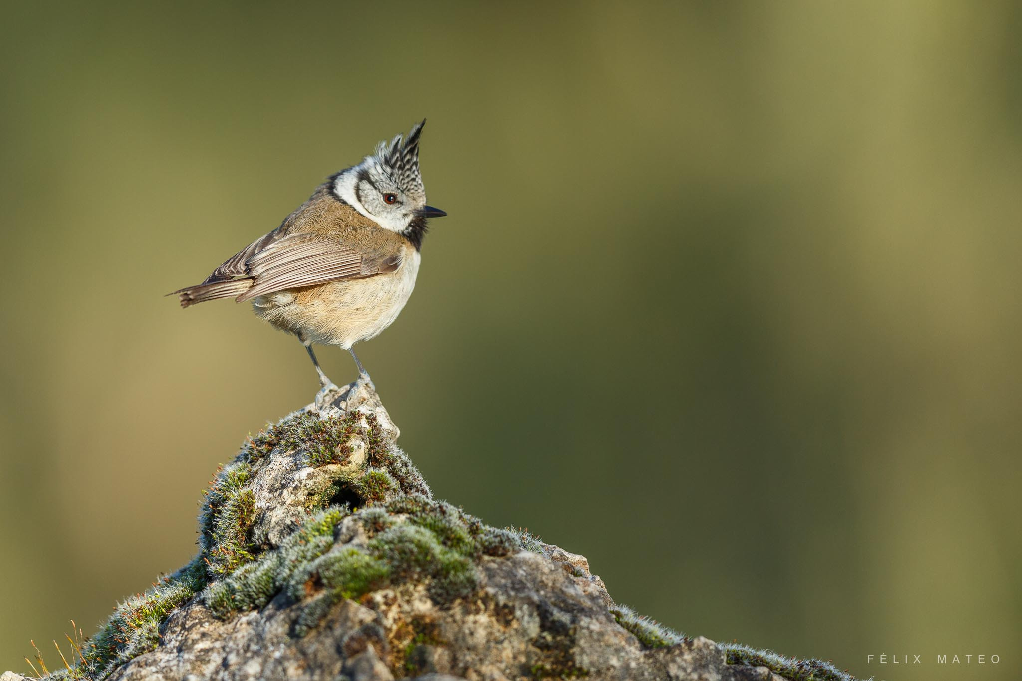 Canon EOS 6D + Canon EF 500mm F4L IS II USM sample photo. Herrerillo capuchino (lophophanes cristatus) photography