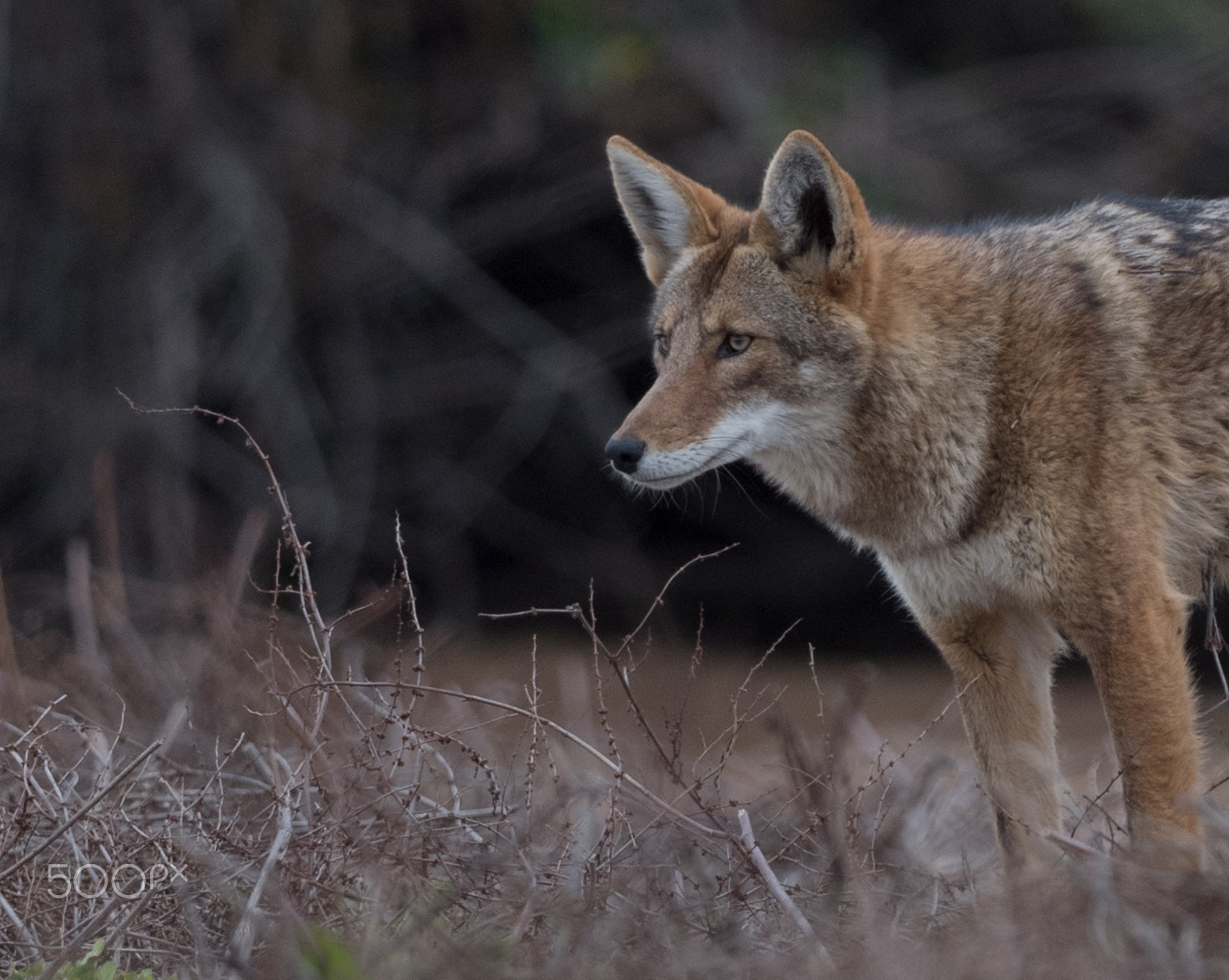Nikon D5 sample photo. Wild coyote photography