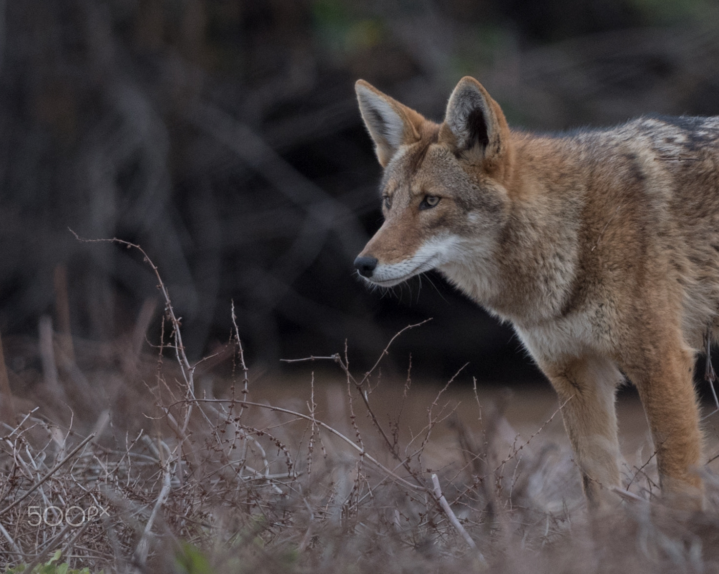 Nikon AF-S Nikkor 800mm F5.6E FL ED VR sample photo. Wild coyote photography