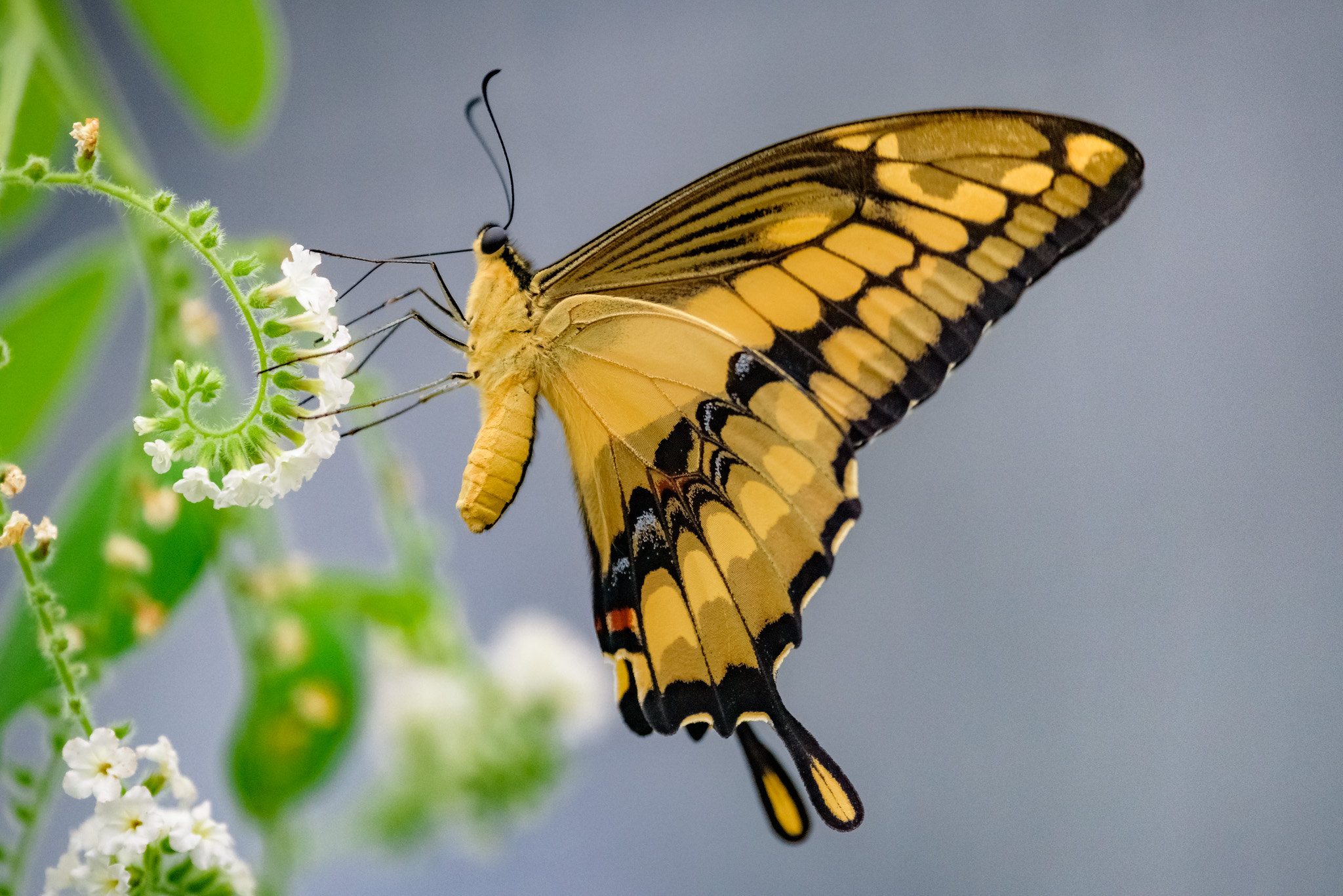 Nikon Nikkor AF-S 300mm F4E PF ED VR sample photo. #062 - butterfly photography