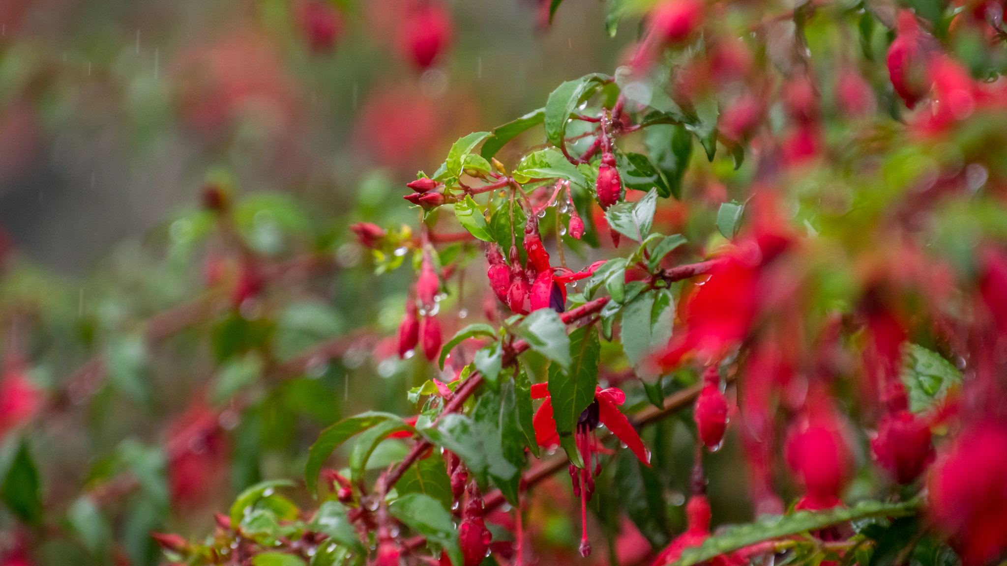 Tamron 16-300mm F3.5-6.3 Di II VC PZD Macro sample photo