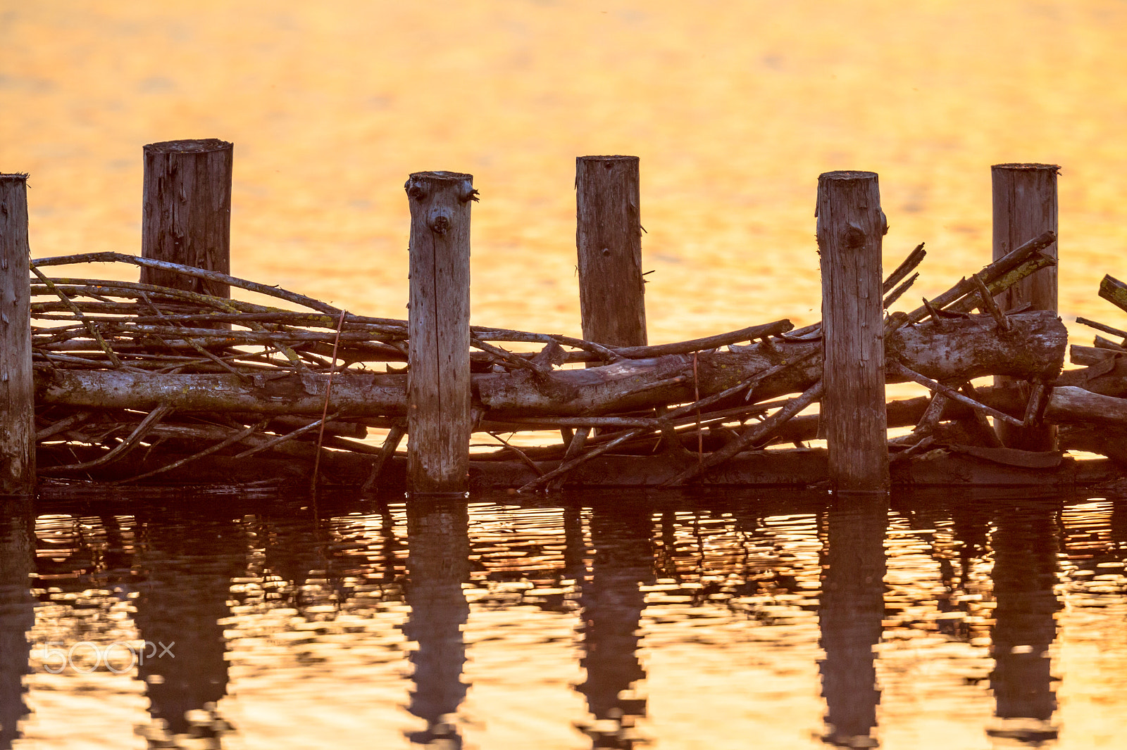 Canon EF 300mm F2.8L IS II USM sample photo. Ecological willow campshedding riverbank protection photography