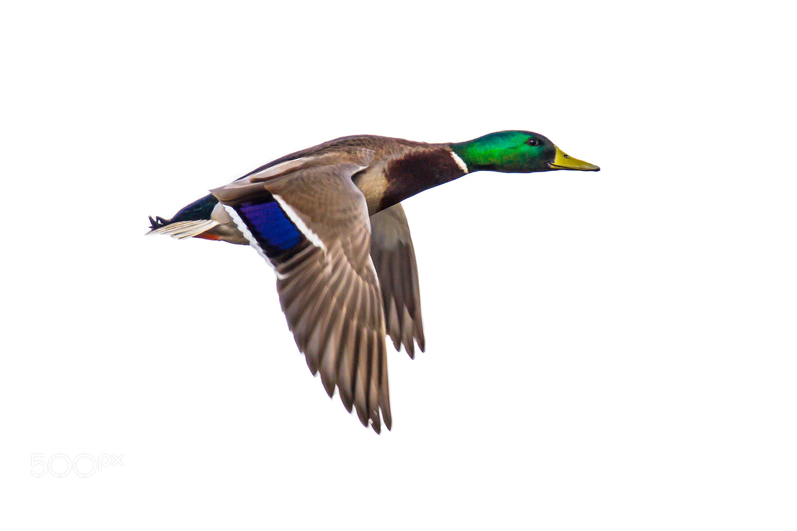 Canon EOS-1D Mark IV sample photo. Flying mallard duck on white photography