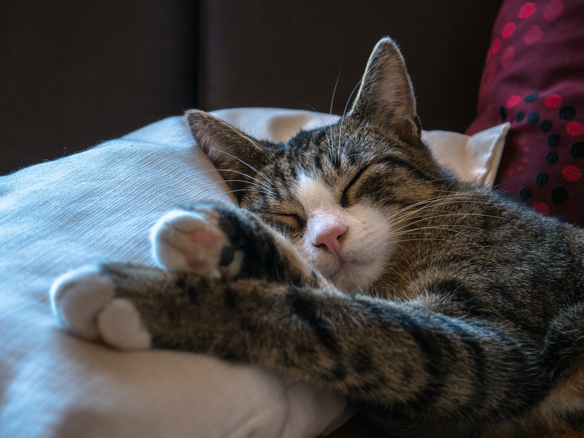 Panasonic Lumix DMC-G5 sample photo. Müder kater photography
