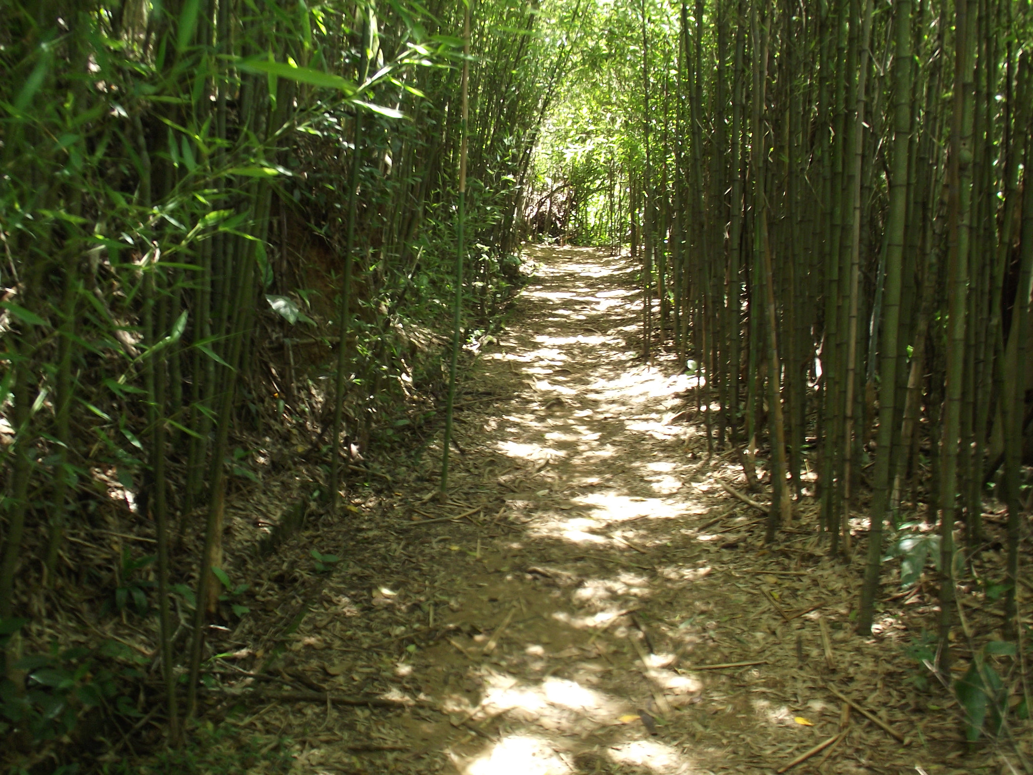 Fujifilm FinePix S2850HD sample photo. A bamboo path photography