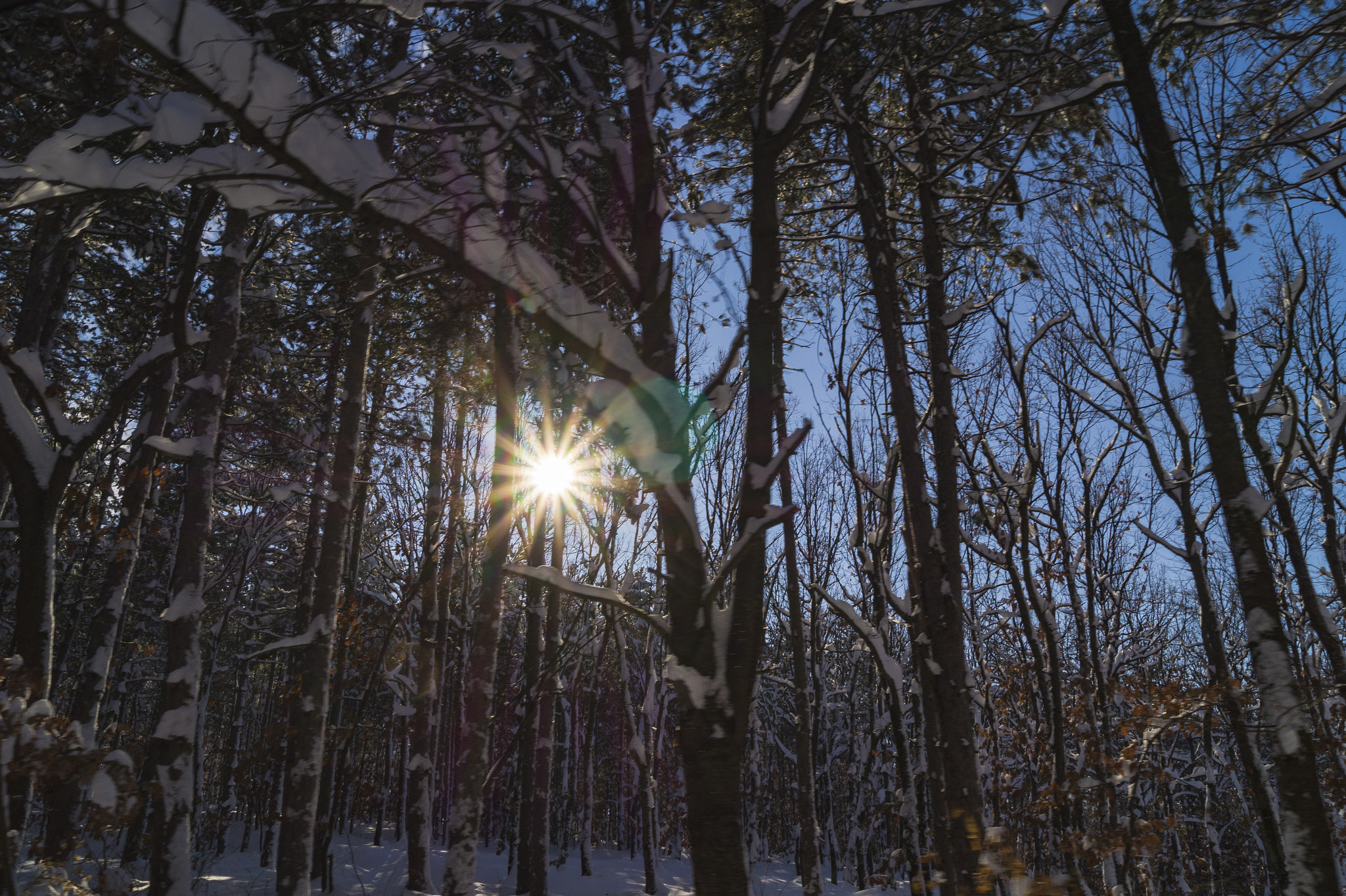 Sony SLT-A58 + Sony DT 18-55mm F3.5-5.6 SAM sample photo. Sun into the wood  photography