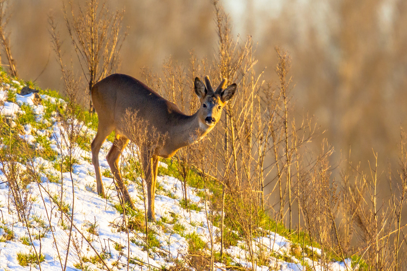 Canon EOS-1D Mark IV + Canon EF 300mm F2.8L IS II USM sample photo. Roe deer on snowy hillside photography