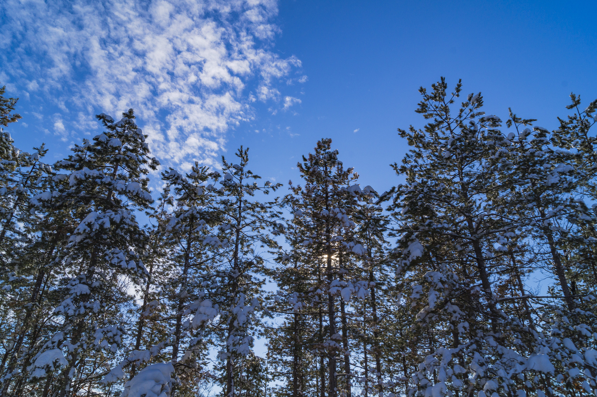 Sony SLT-A58 + Sony DT 18-55mm F3.5-5.6 SAM sample photo. Frost pine  photography