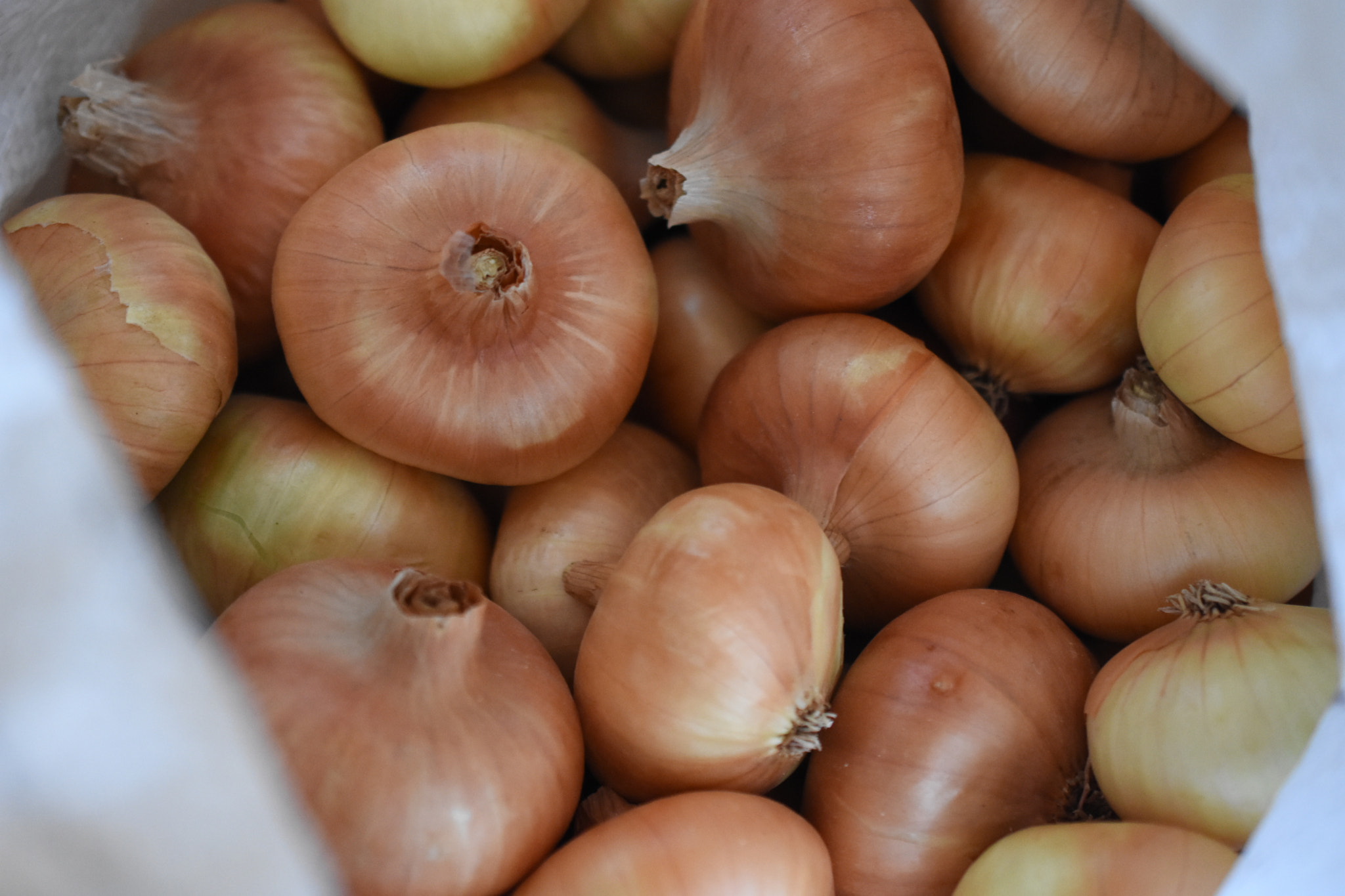 Nikon AF-S DX Micro Nikkor 40mm F2.8 sample photo. Onions photography
