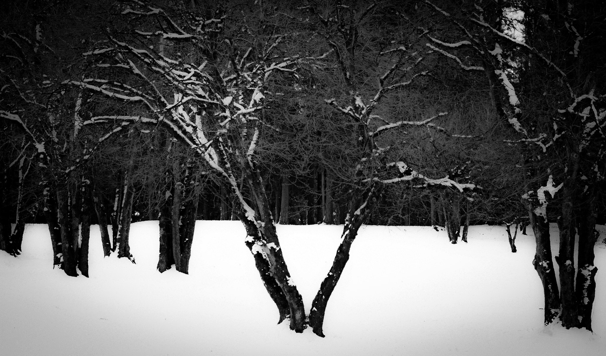Nikon D500 + Nikon AF-S Nikkor 85mm F1.8G sample photo. Winter landscape photography