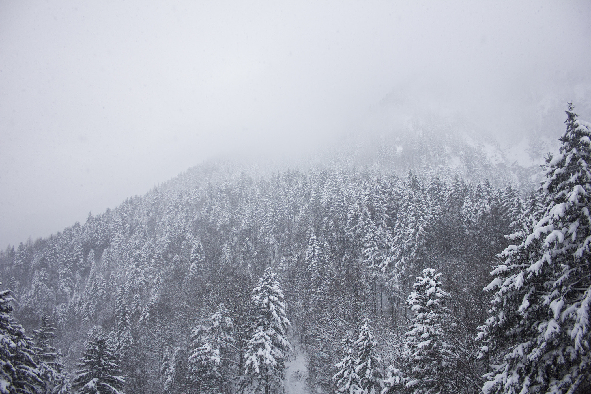 Canon EF-S 18-55mm F3.5-5.6 II sample photo. Winter forest photography