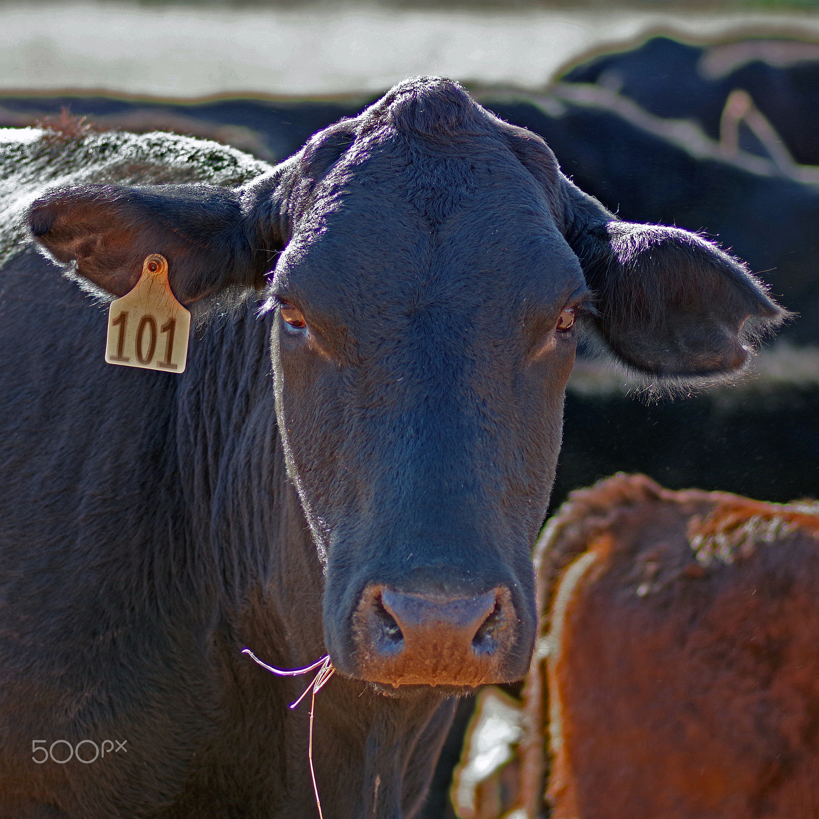 Pentax K-70 sample photo. West texas cow photography
