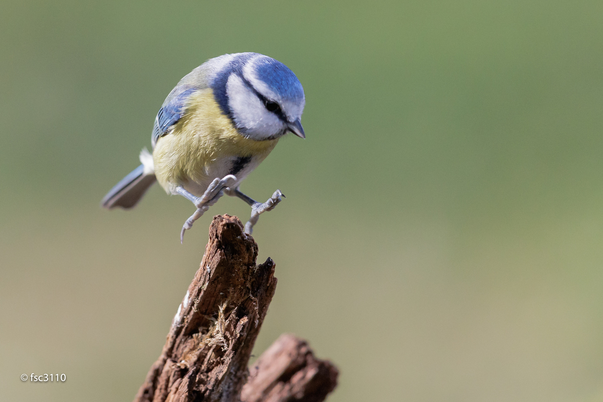 Canon EF 500mm F4L IS II USM sample photo. Eurasian blue tit photography