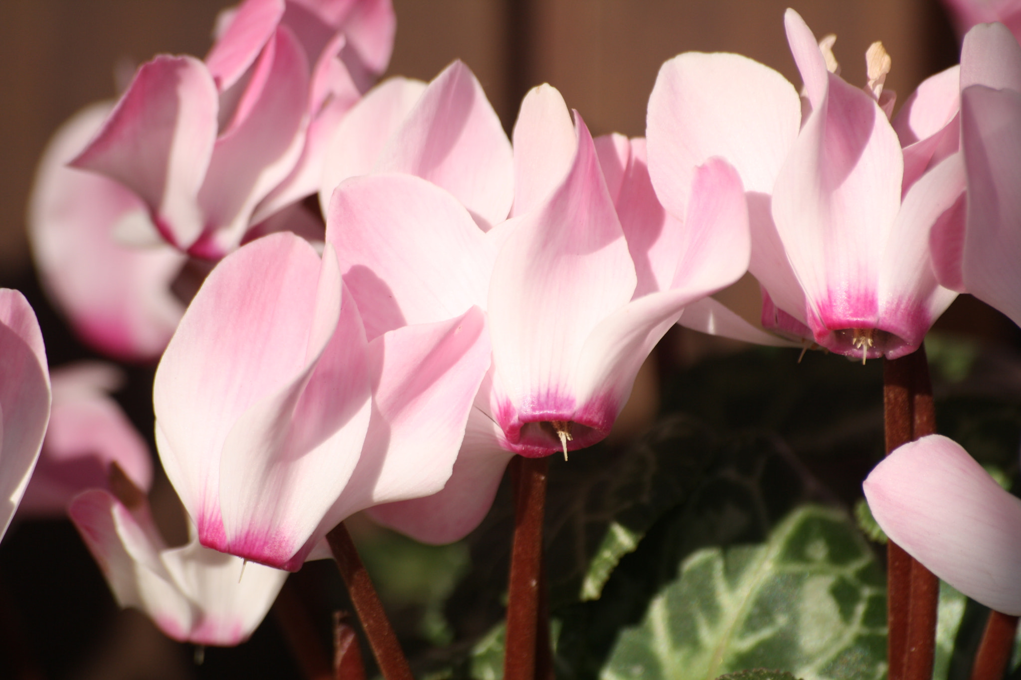 Sigma 70-300mm F4-5.6 APO DG Macro sample photo. Winter flower photography