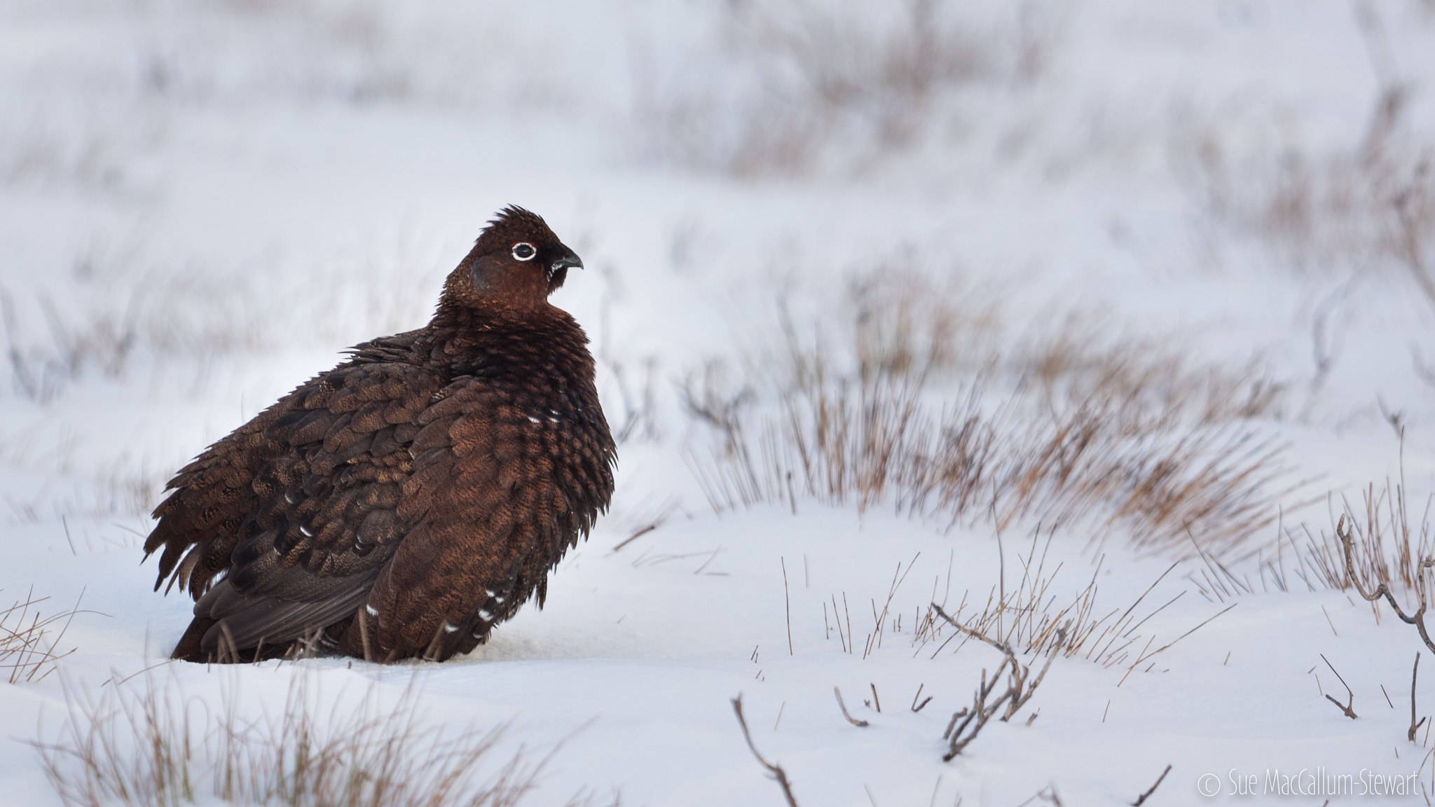 Olympus OM-D E-M1 + OLYMPUS M.300mm F4.0 sample photo. Puffed up grouse photography