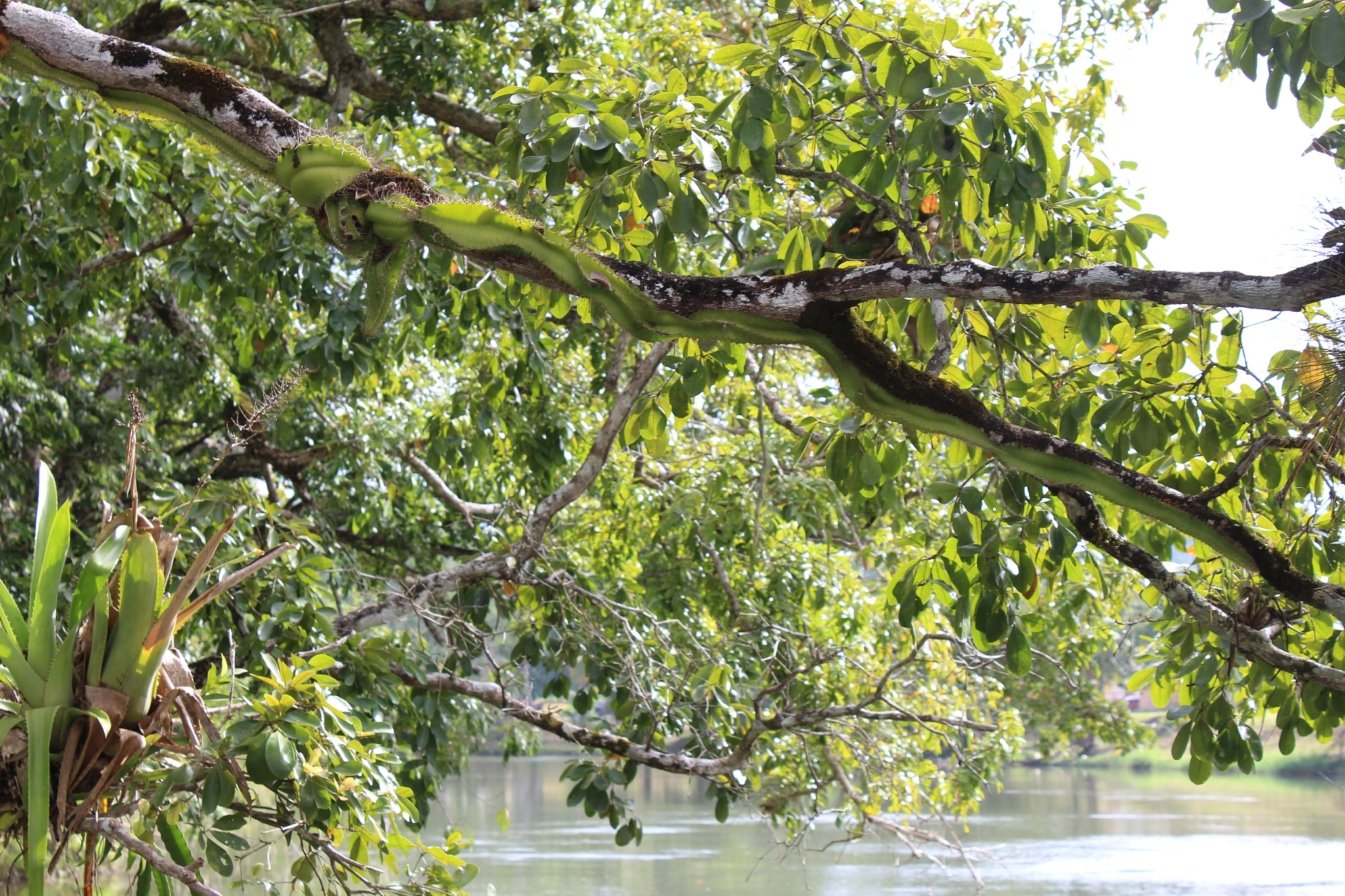 Canon EOS 700D (EOS Rebel T5i / EOS Kiss X7i) sample photo. Img photography