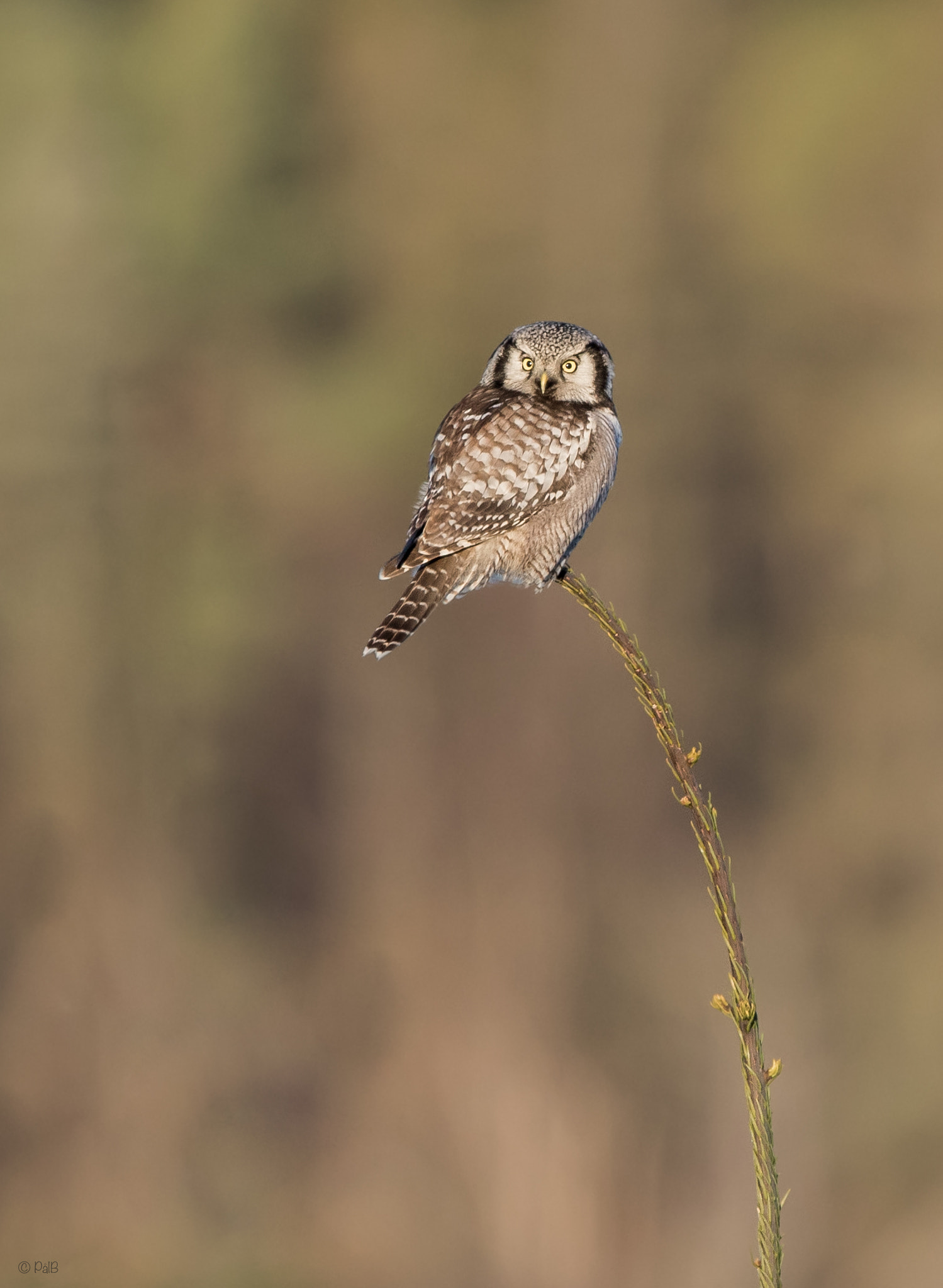 Canon EOS 7D Mark II + Canon EF 300mm F2.8L IS USM sample photo. Hawk owl photography