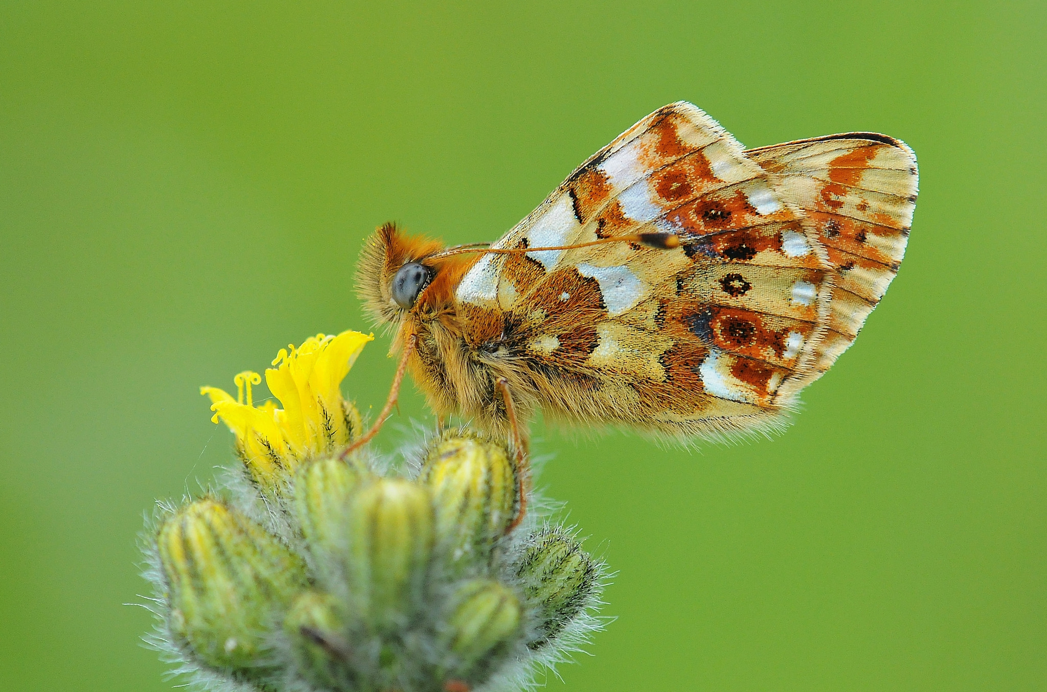 Nikon AF-S Micro-Nikkor 105mm F2.8G IF-ED VR sample photo. Boloria graeca photography