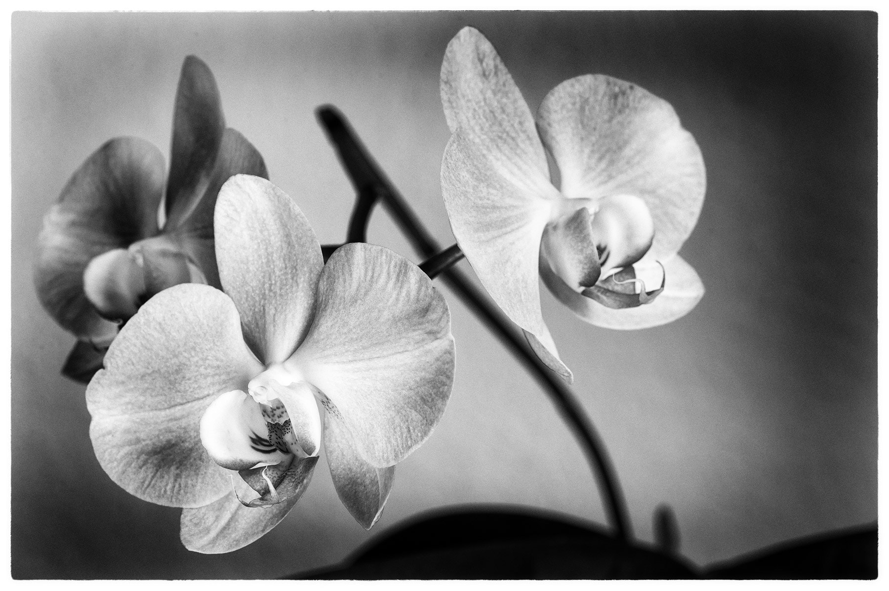 Nikon D4 + Sigma 105mm F2.8 EX DG Macro sample photo. Orchid b&w photography