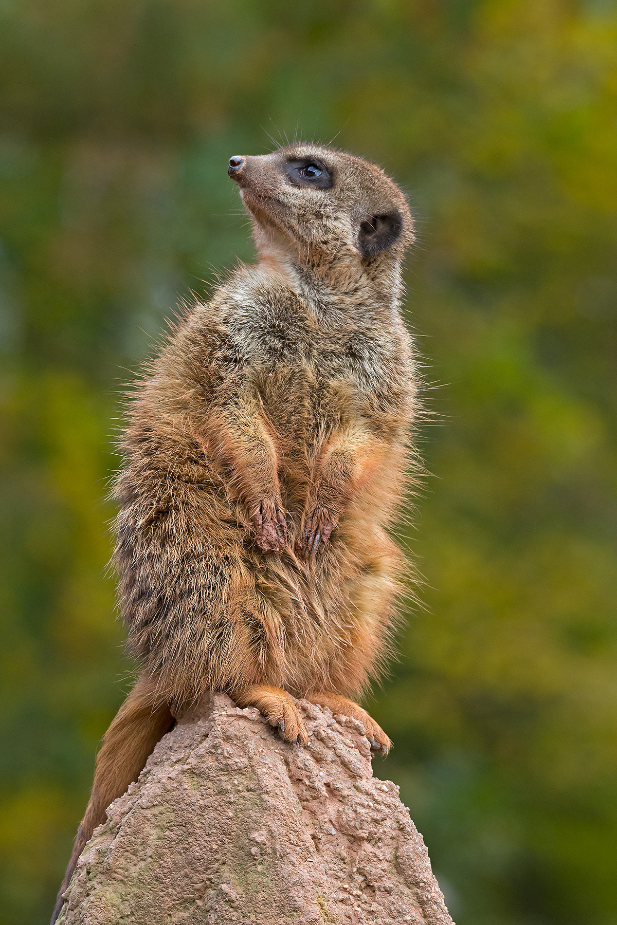 Sigma 120-400mm F4.5-5.6 DG OS HSM sample photo. Aufpasser photography