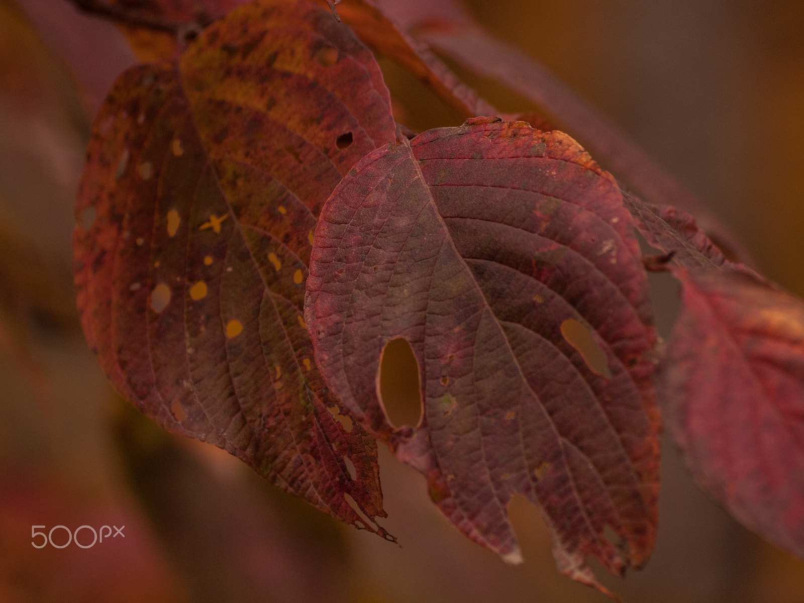 Olympus E-620 (EVOLT E-620) sample photo. Bug food photography