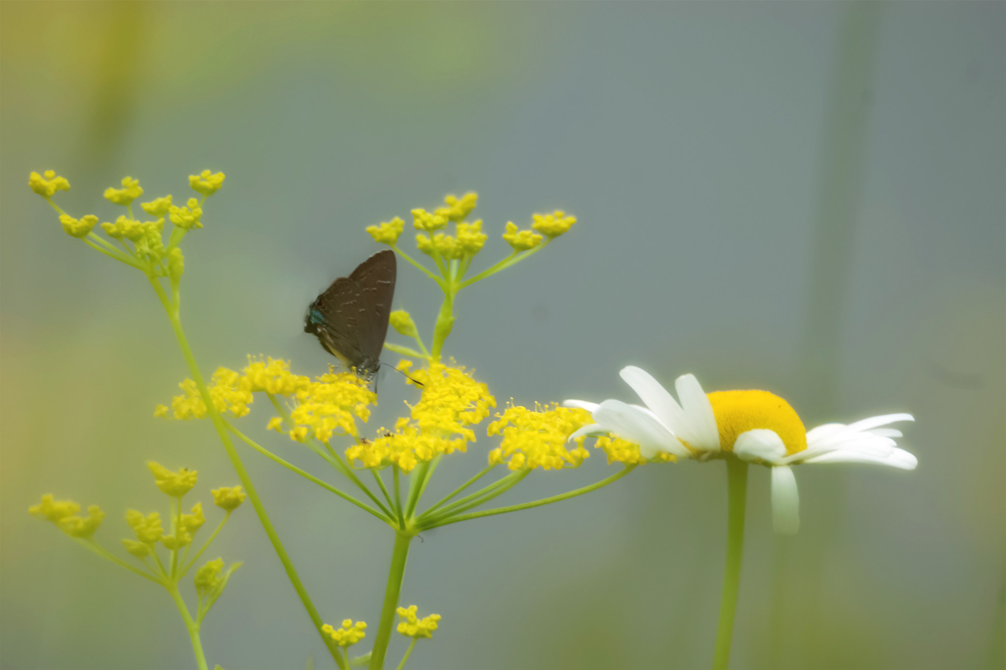 Nikon D200 sample photo. Ah! the soft summer days on the meadow. photography