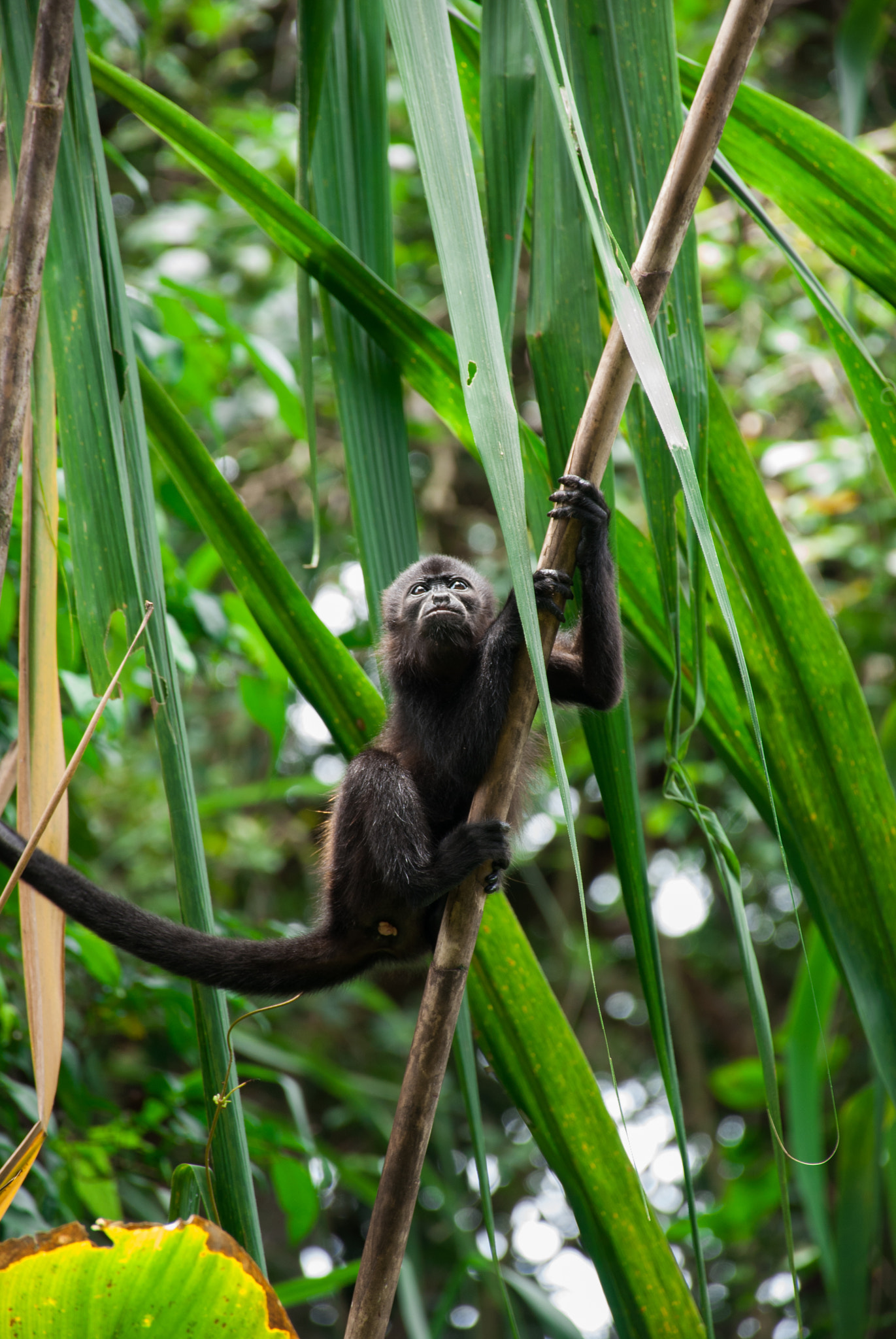 Nikon D60 sample photo. Tortuguero photography