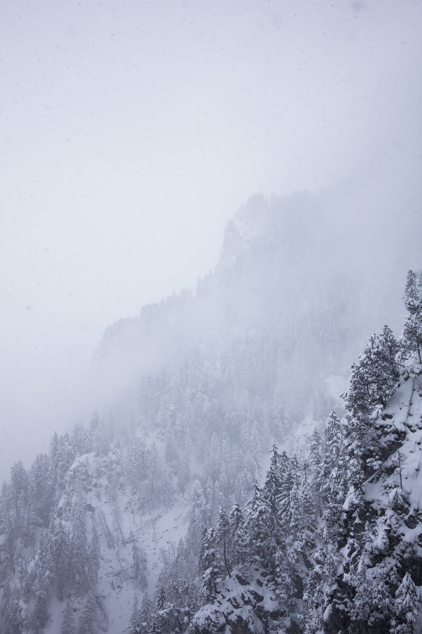 Canon EF-S 18-55mm F3.5-5.6 II sample photo. Foggy forest photography