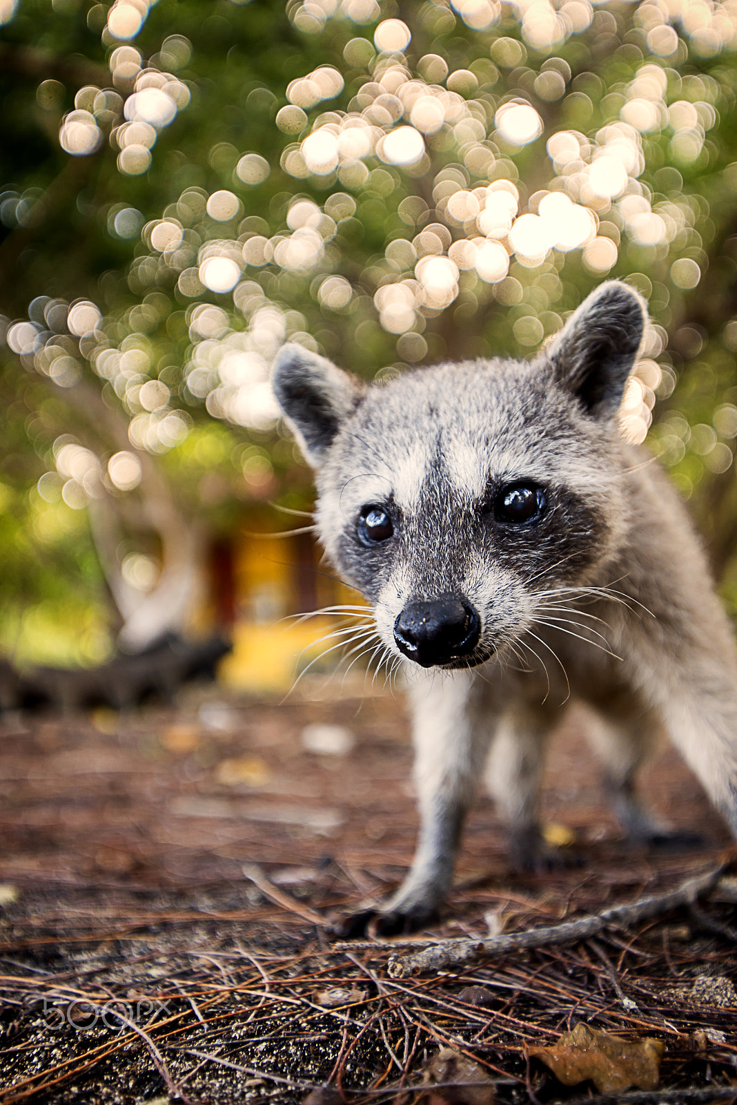 Nikon D610 sample photo. Curious mexican raccoon photography