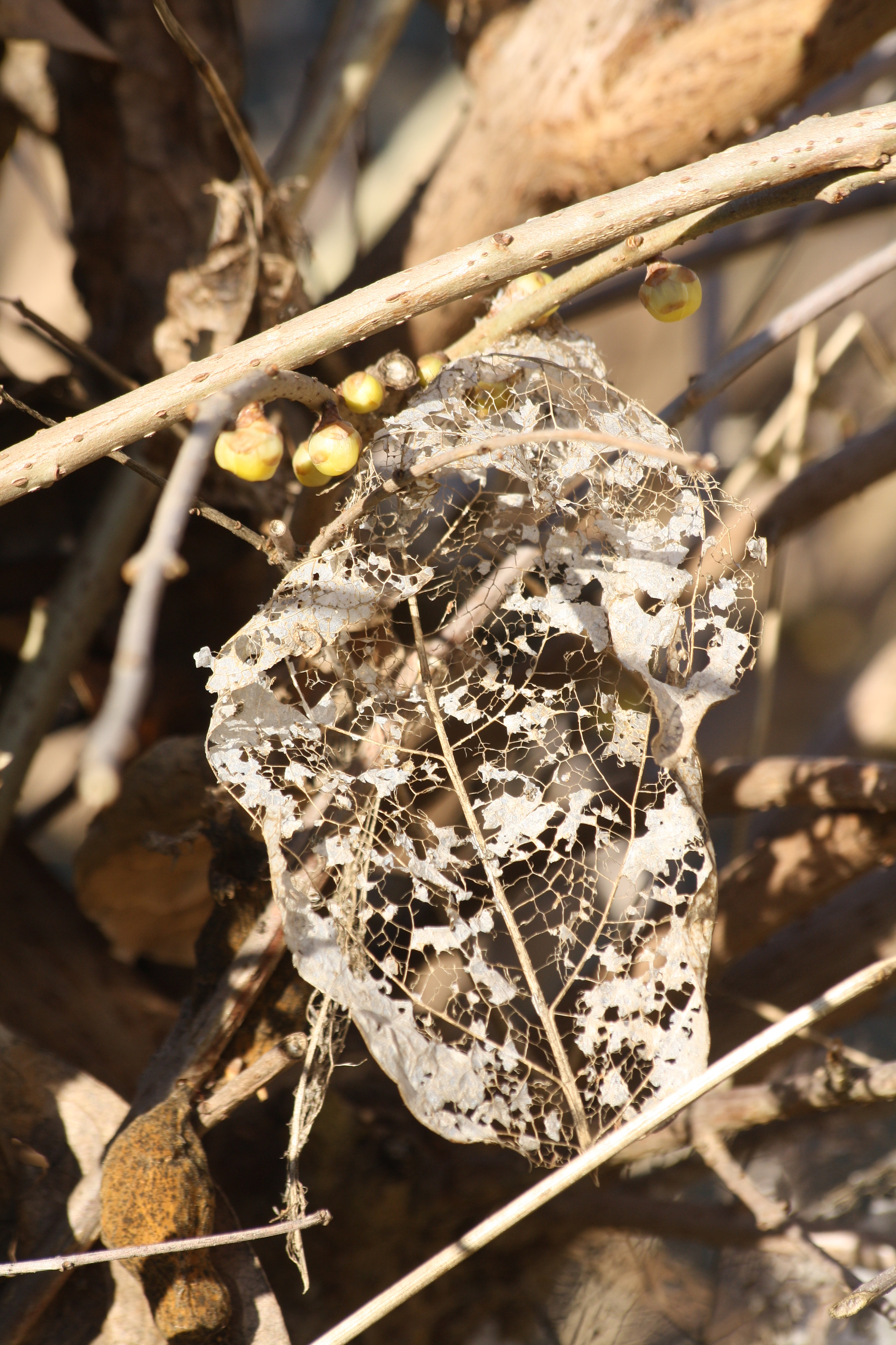 Sigma 70-300mm F4-5.6 APO DG Macro sample photo. Wild nature photography
