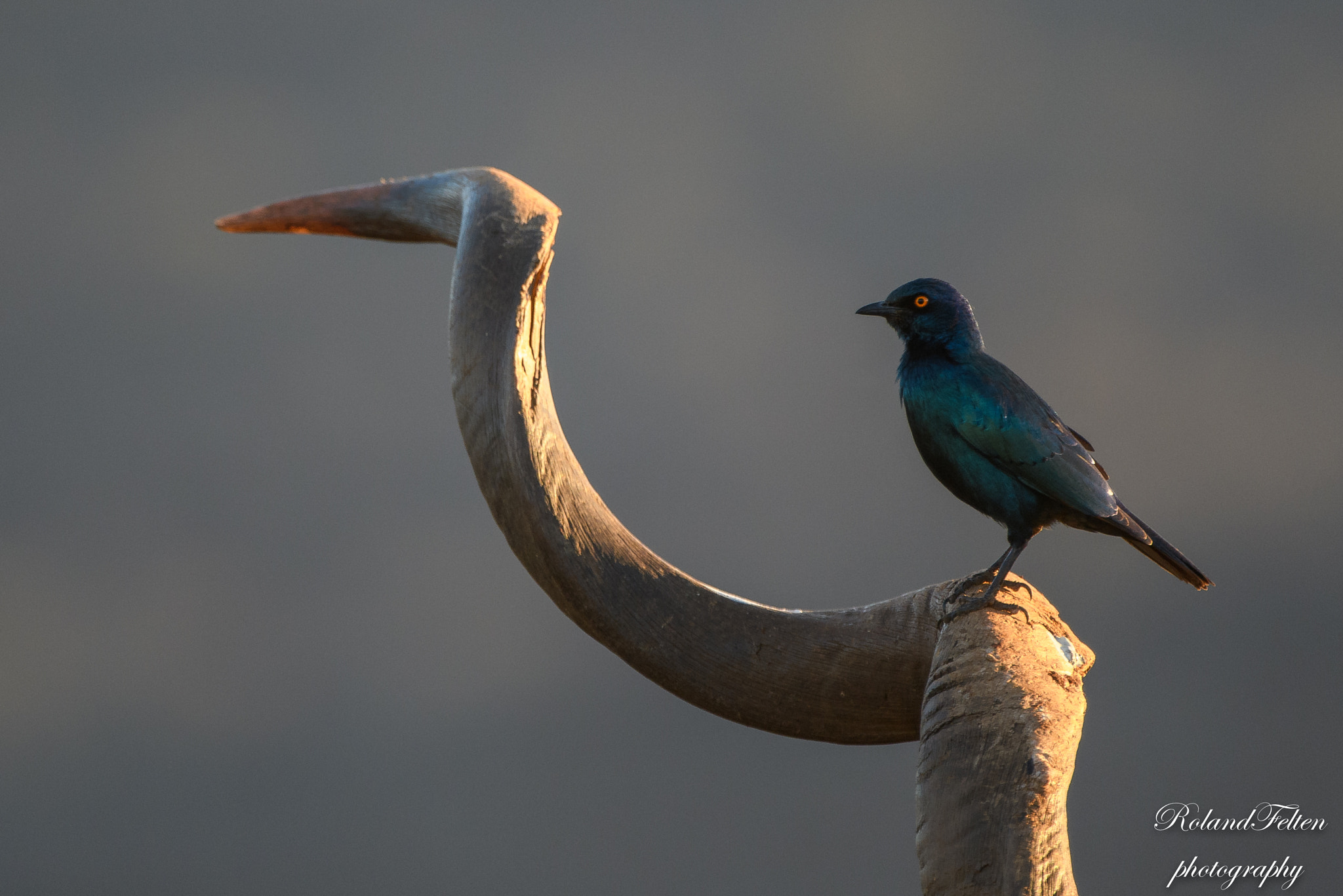 Nikon AF-S Nikkor 200-400mm F4G ED-IF VR sample photo. Blue-eared starling photography