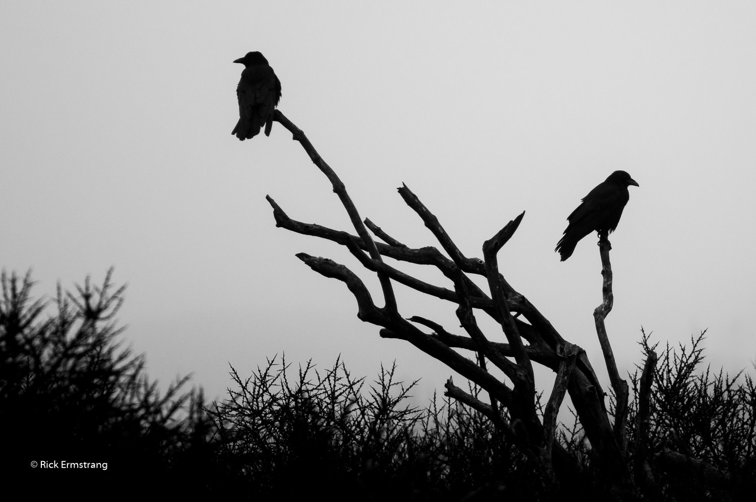 AF Nikkor 180mm f/2.8 IF-ED sample photo. Foggy blackbirds photography