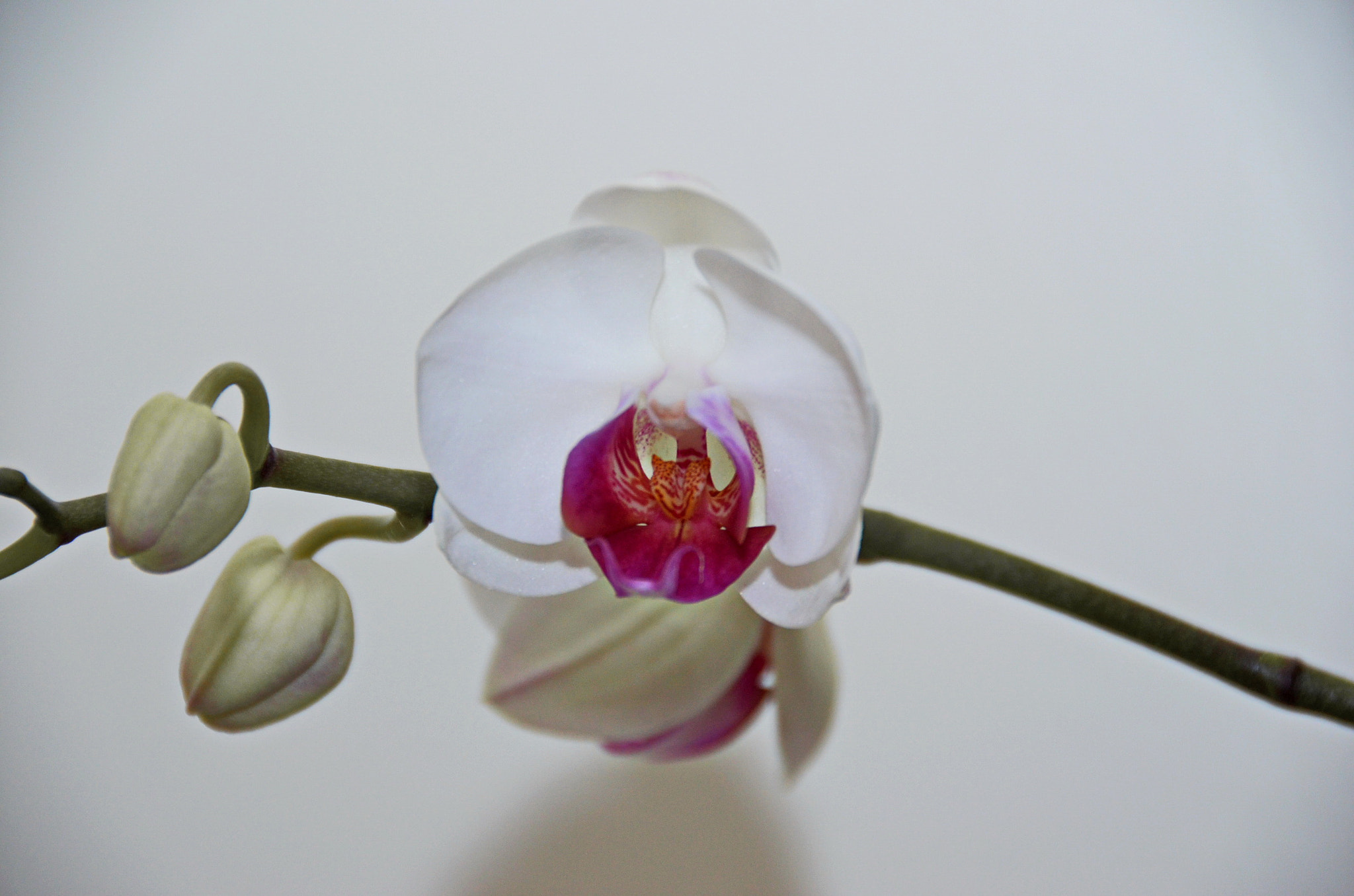 Nikon D5100 + Nikon AF-S DX Nikkor 18-200mm F3.5-5.6G IF-ED VR sample photo. Orchid 3 weeks later photography